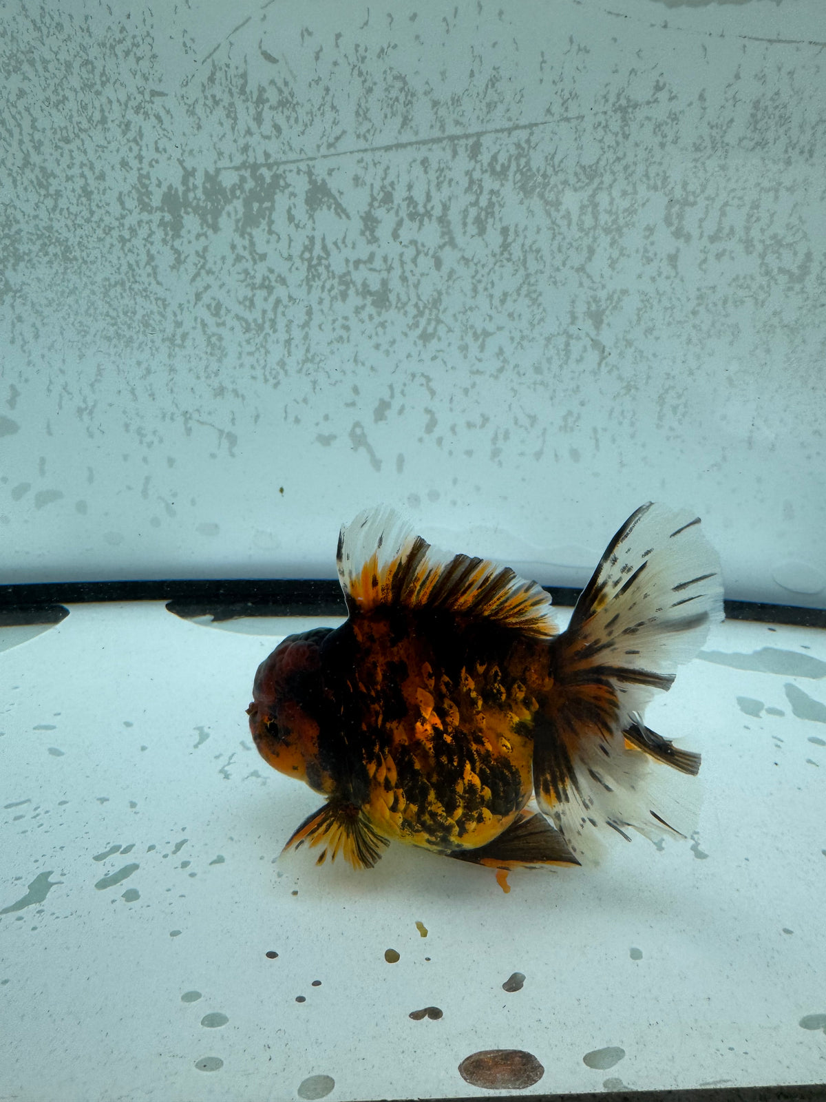 Red tiger Oranda. WVF1252