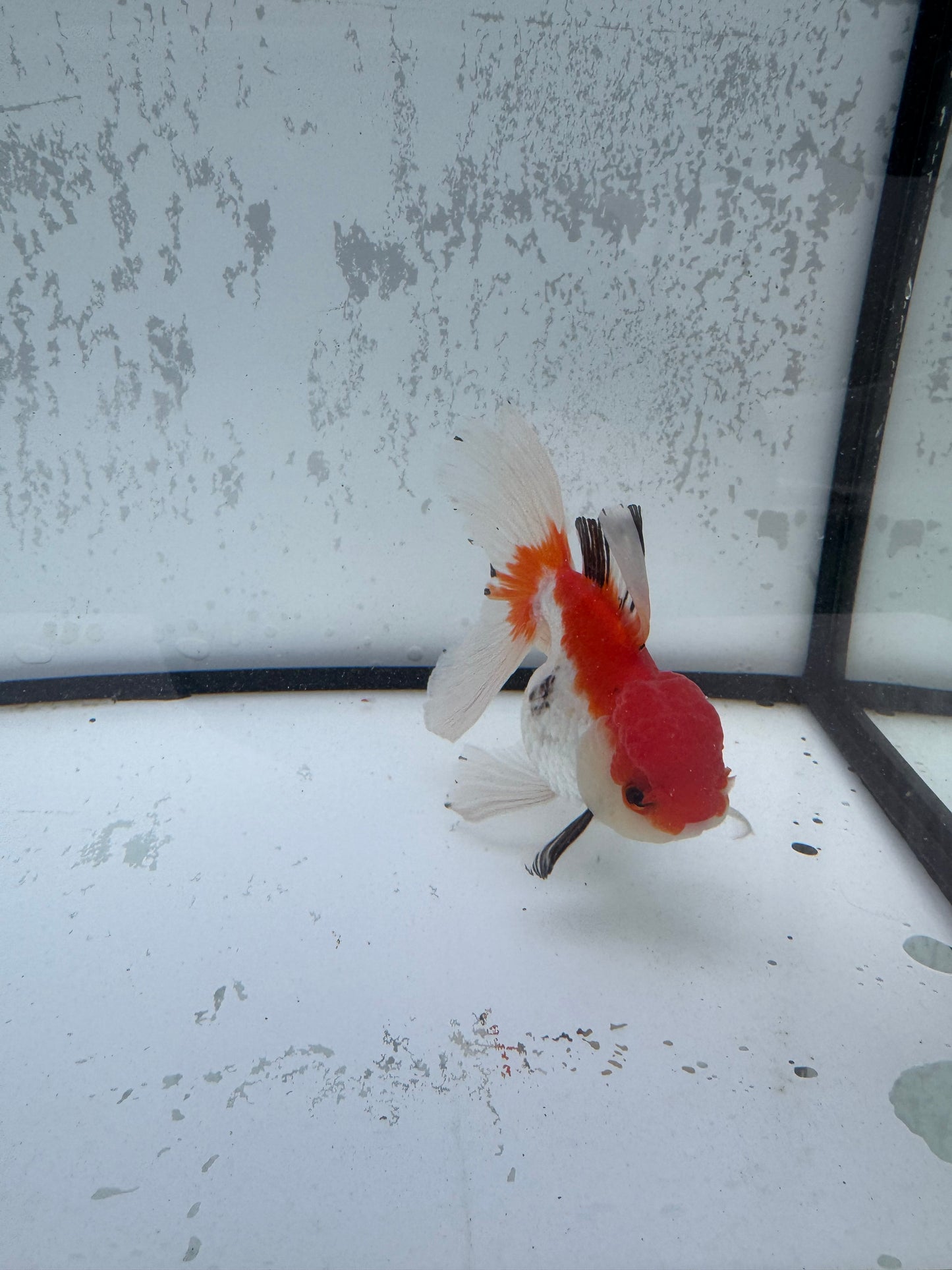 Tricolour Oranda. WVF491