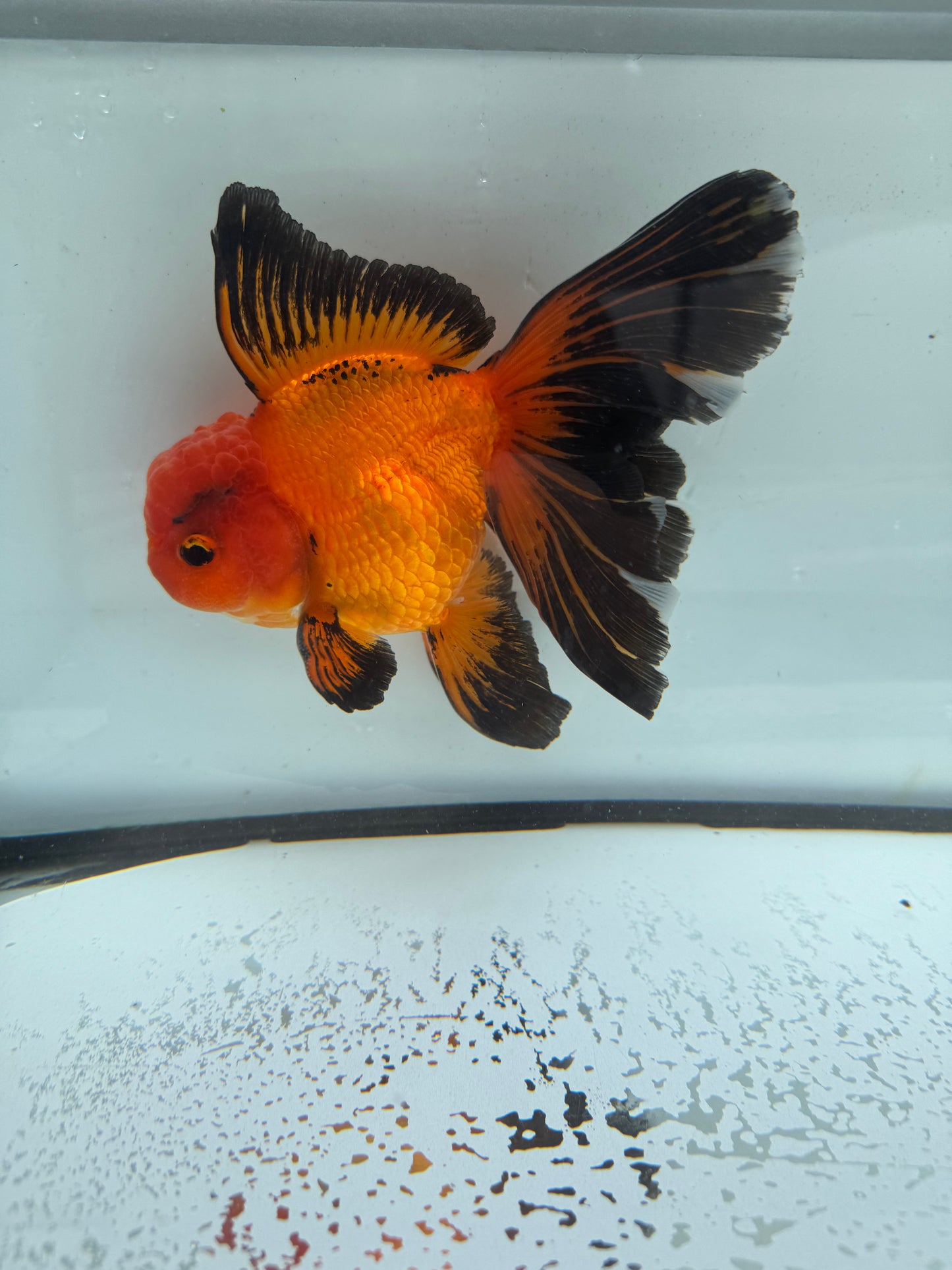 Red&black Oranda. WVF1015