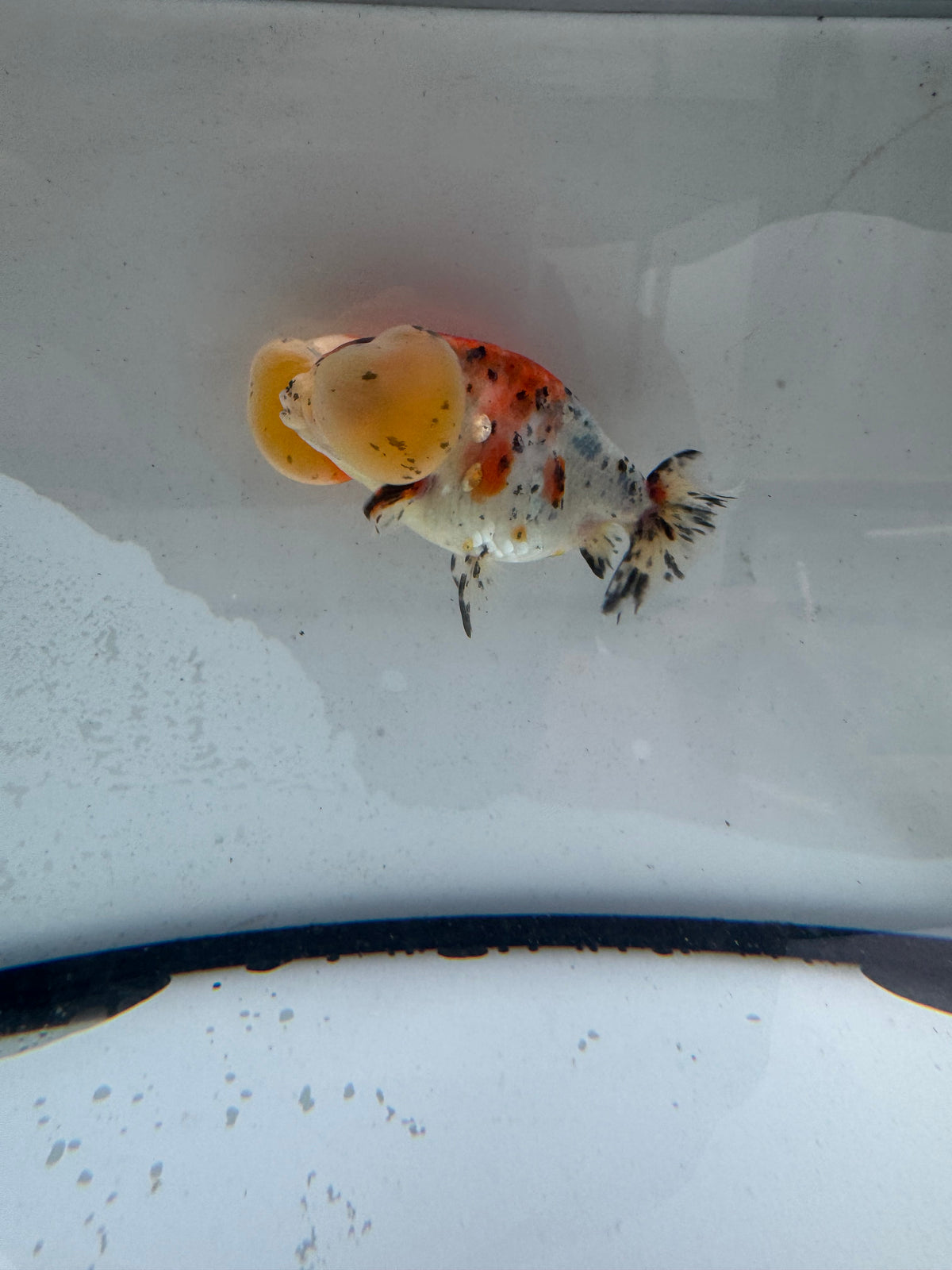 Calico bubble eye.  WVF1171