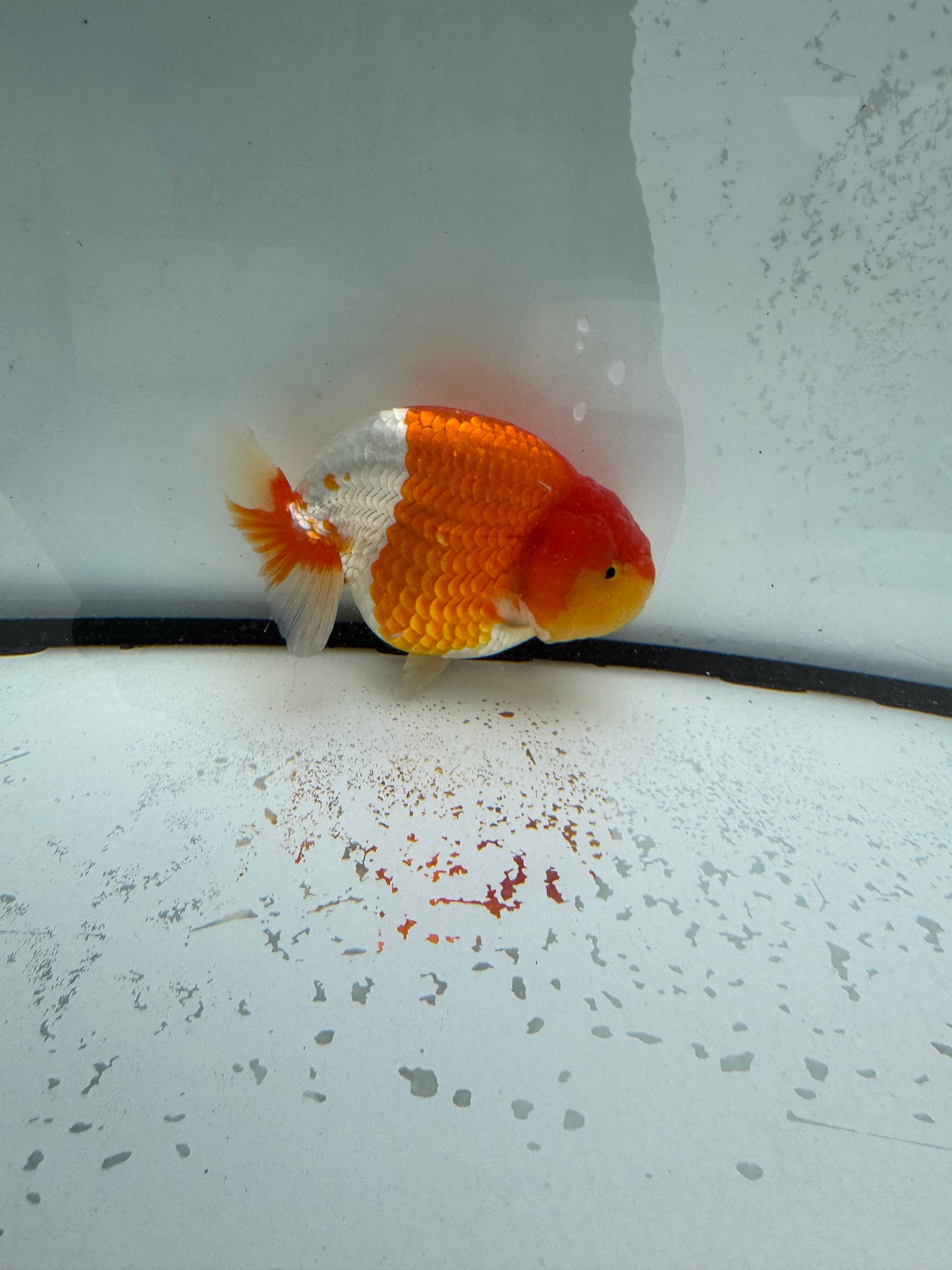 Red&white Ranchu. WVF1111
