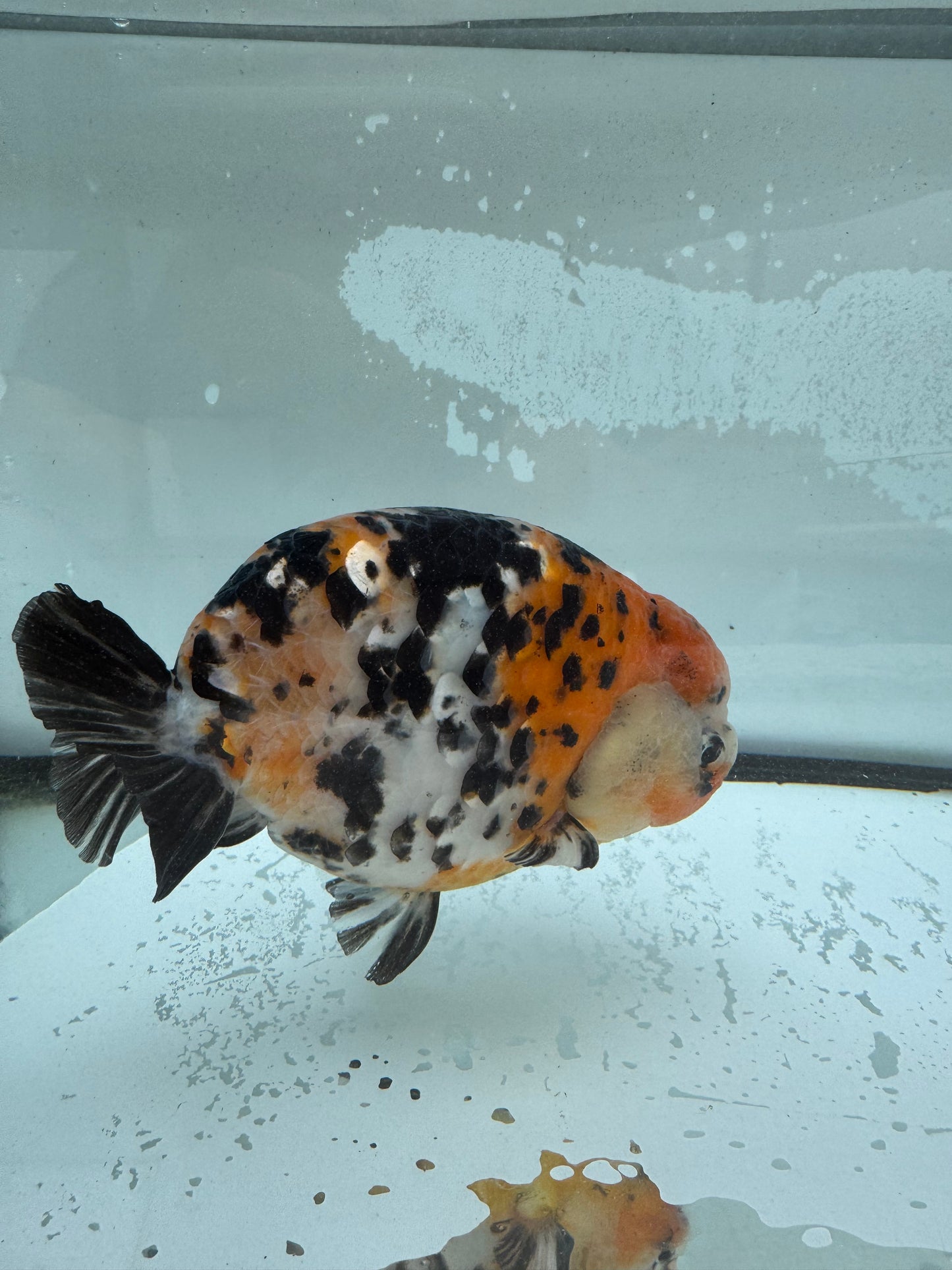 Calico Ranchu.  WVF959