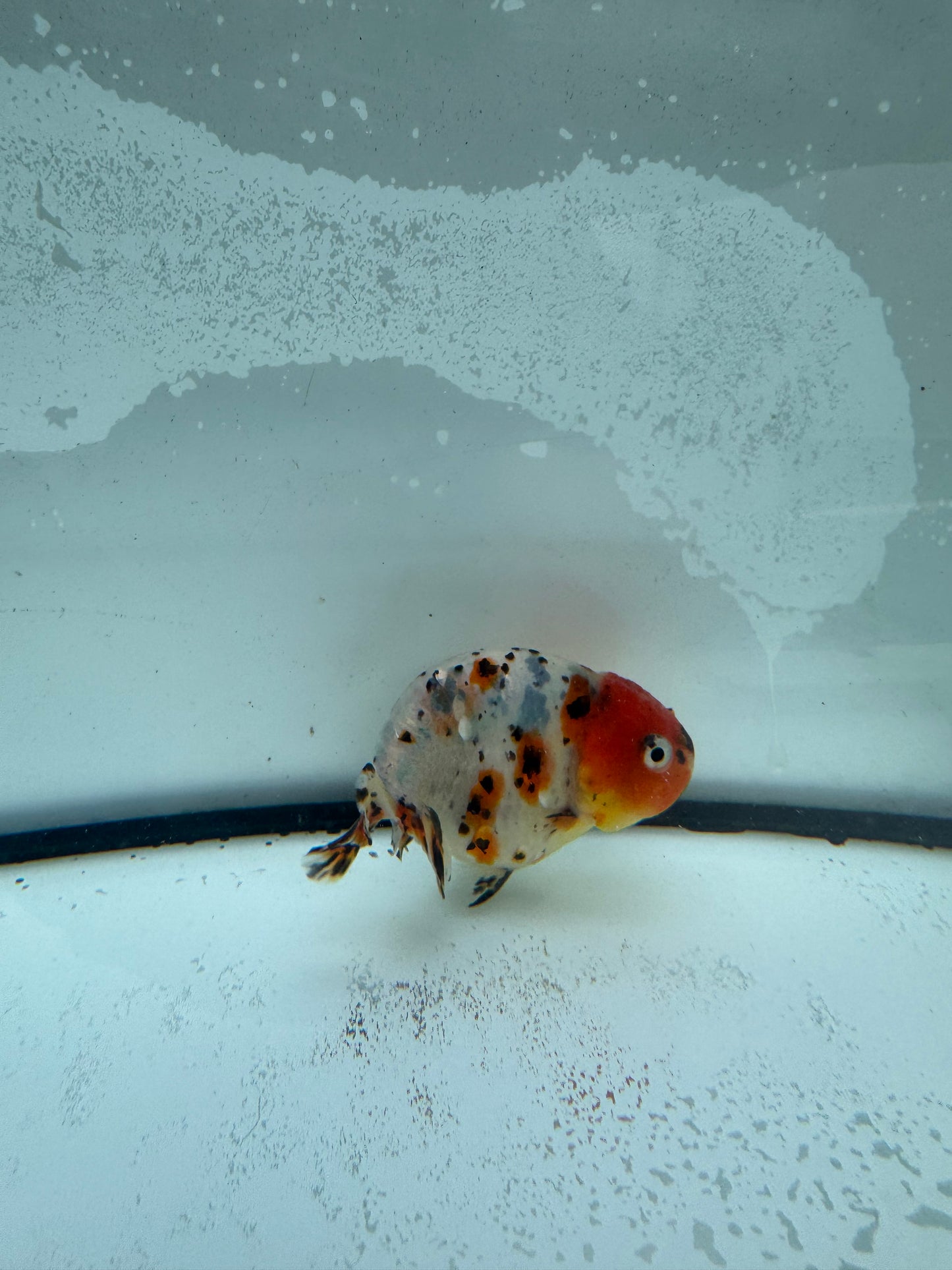 Calico Ranchu. WVF953