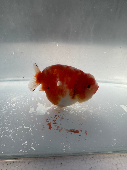 Sakura ranchu direct from Meng Lee. WVF210
