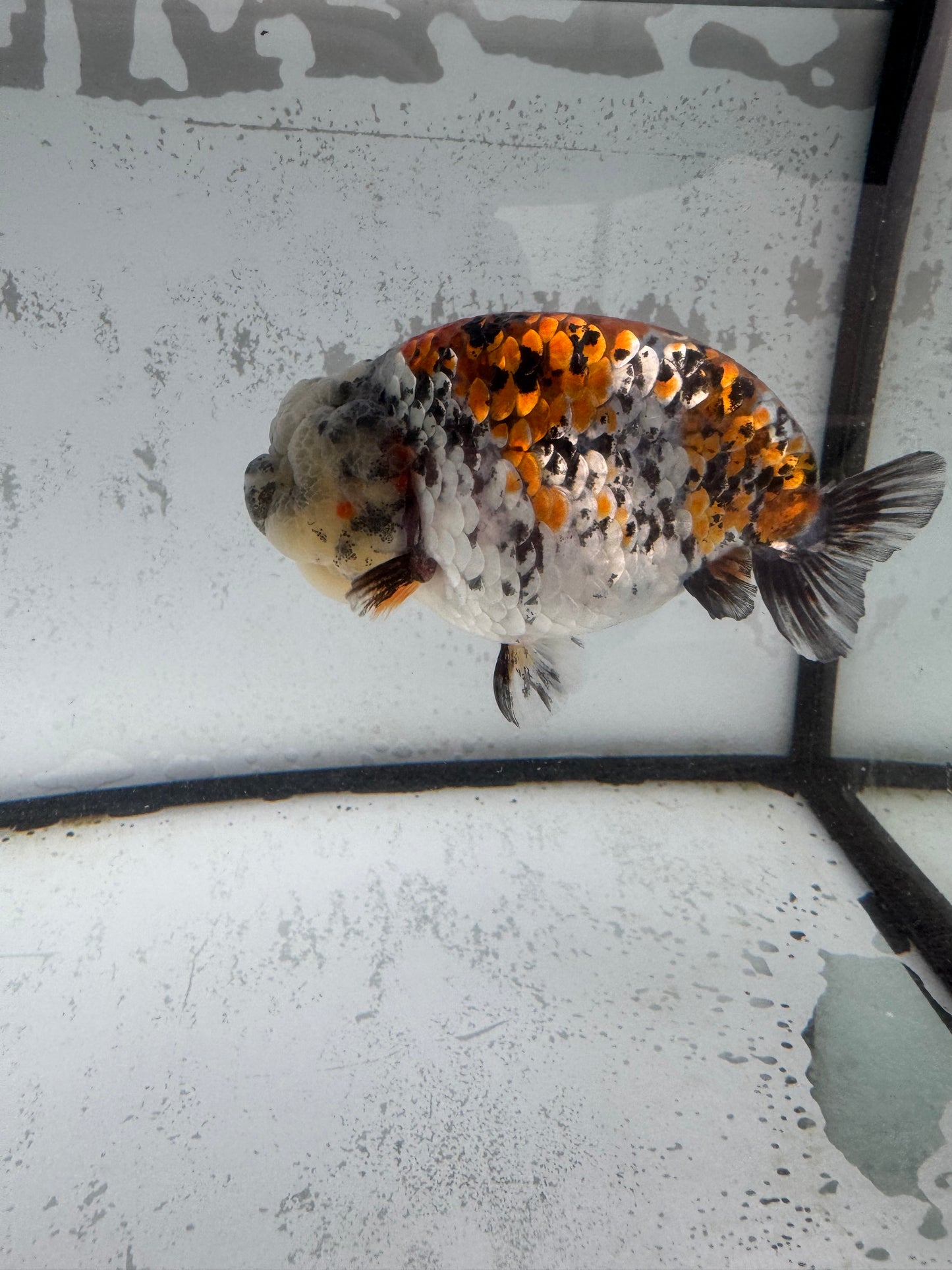 Calico Tiger ranchu. WVF588