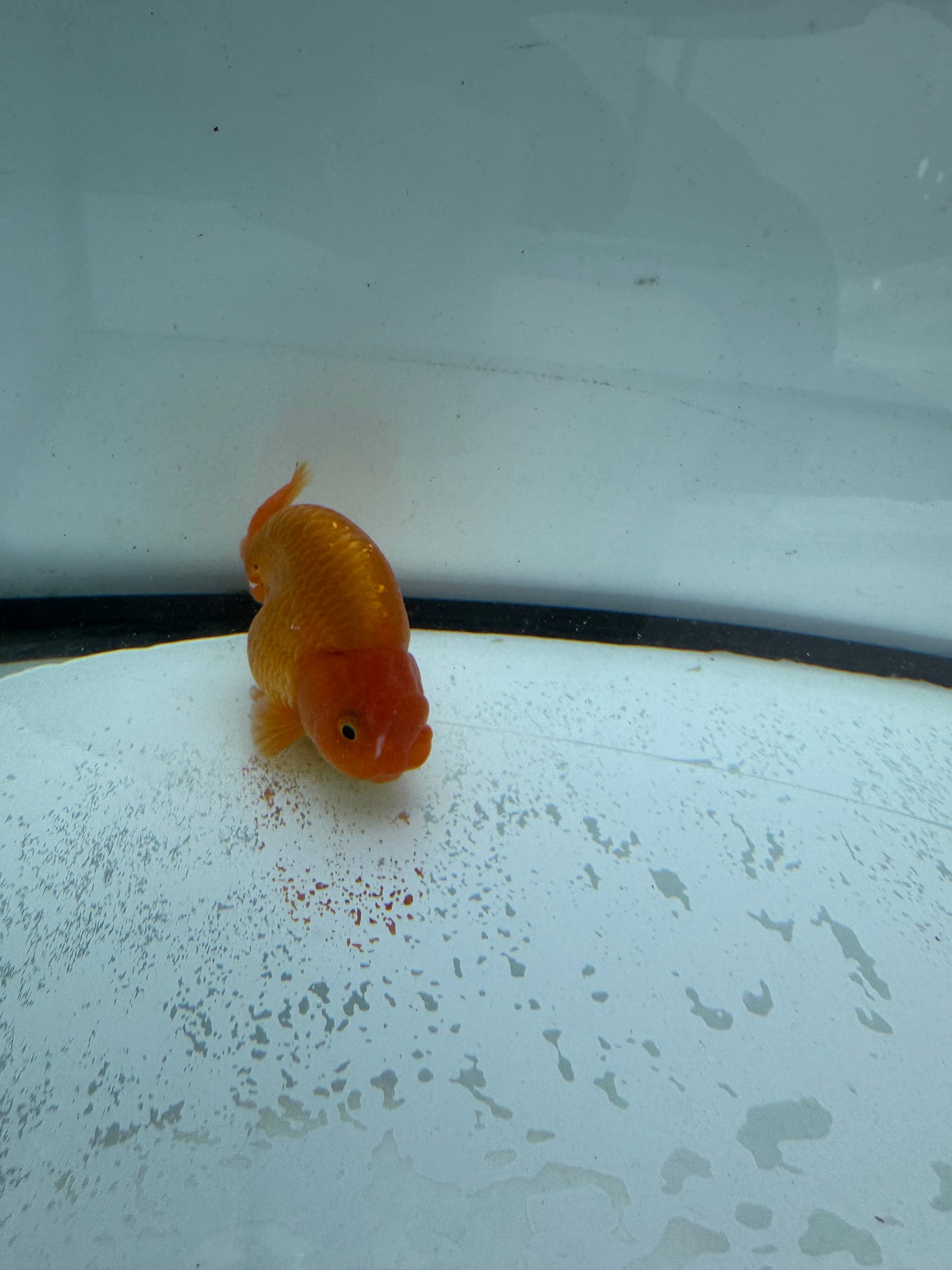 Red Ranchu. WVF740