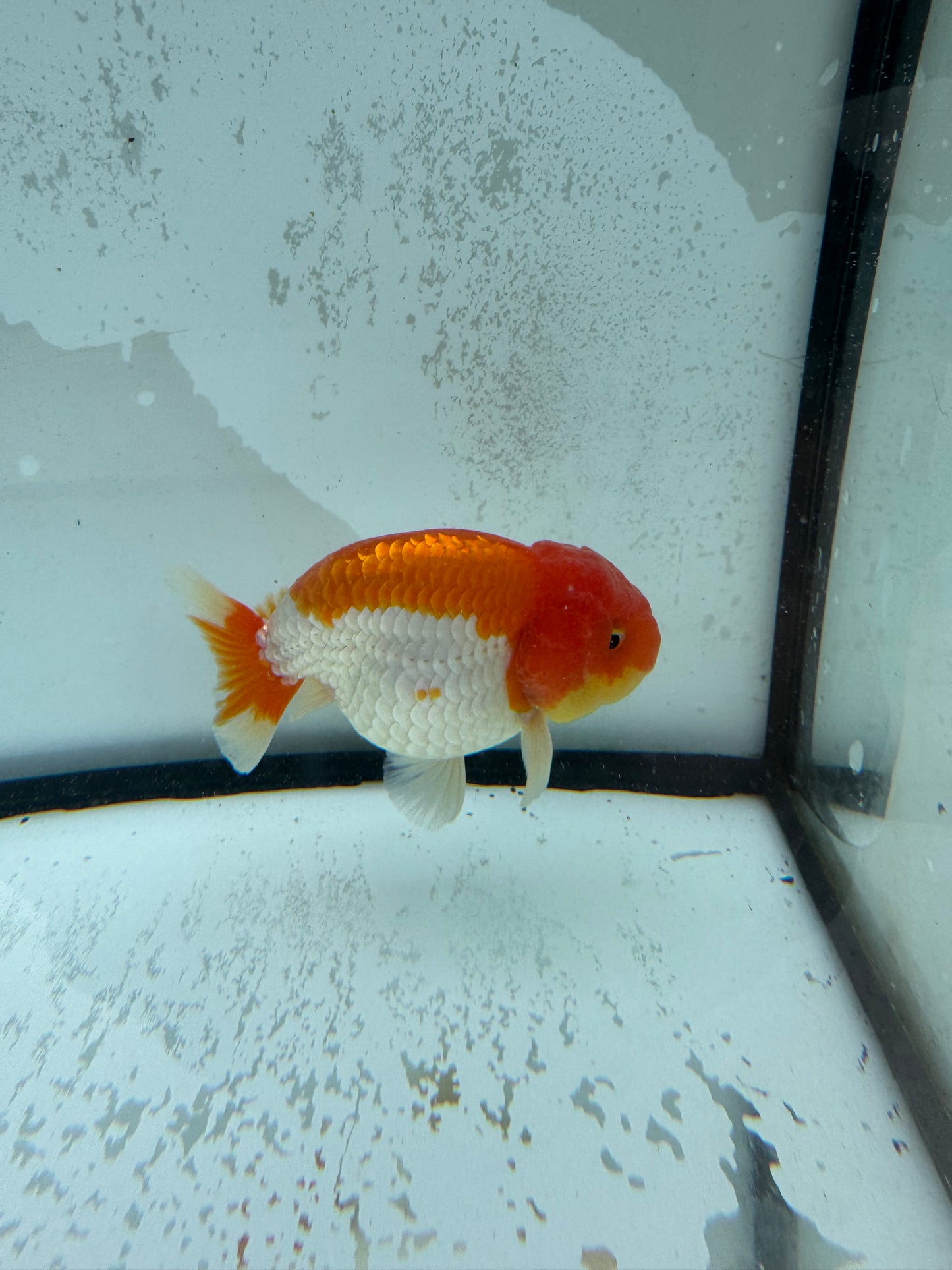 Red&white Ranchu. WVF1010