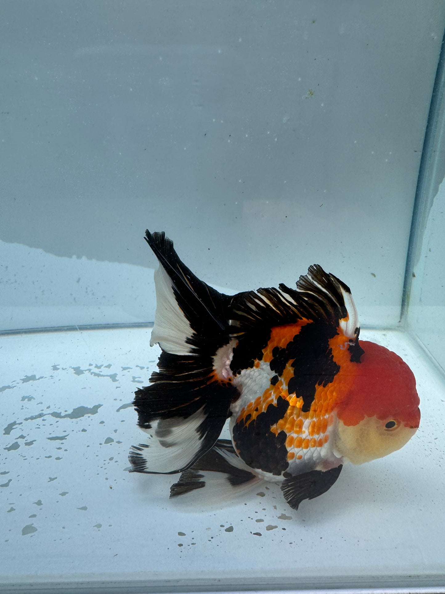 Tricolour Oranda.  WVF021