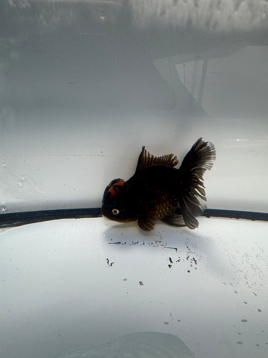 Oranda. WVF908