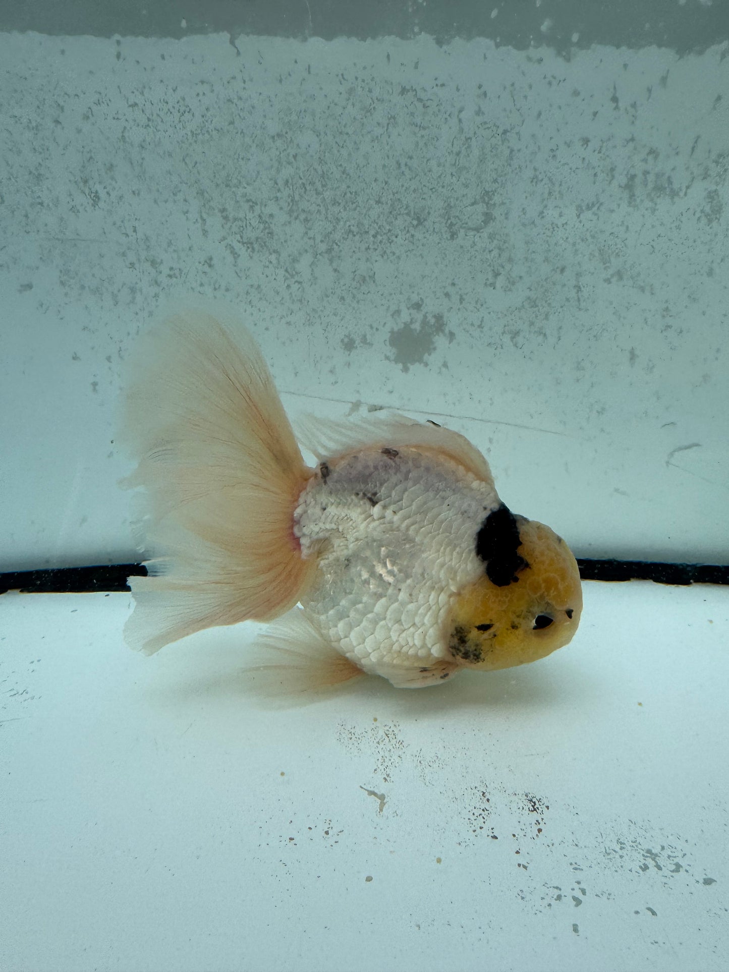 Panda Oranda. WVF1135