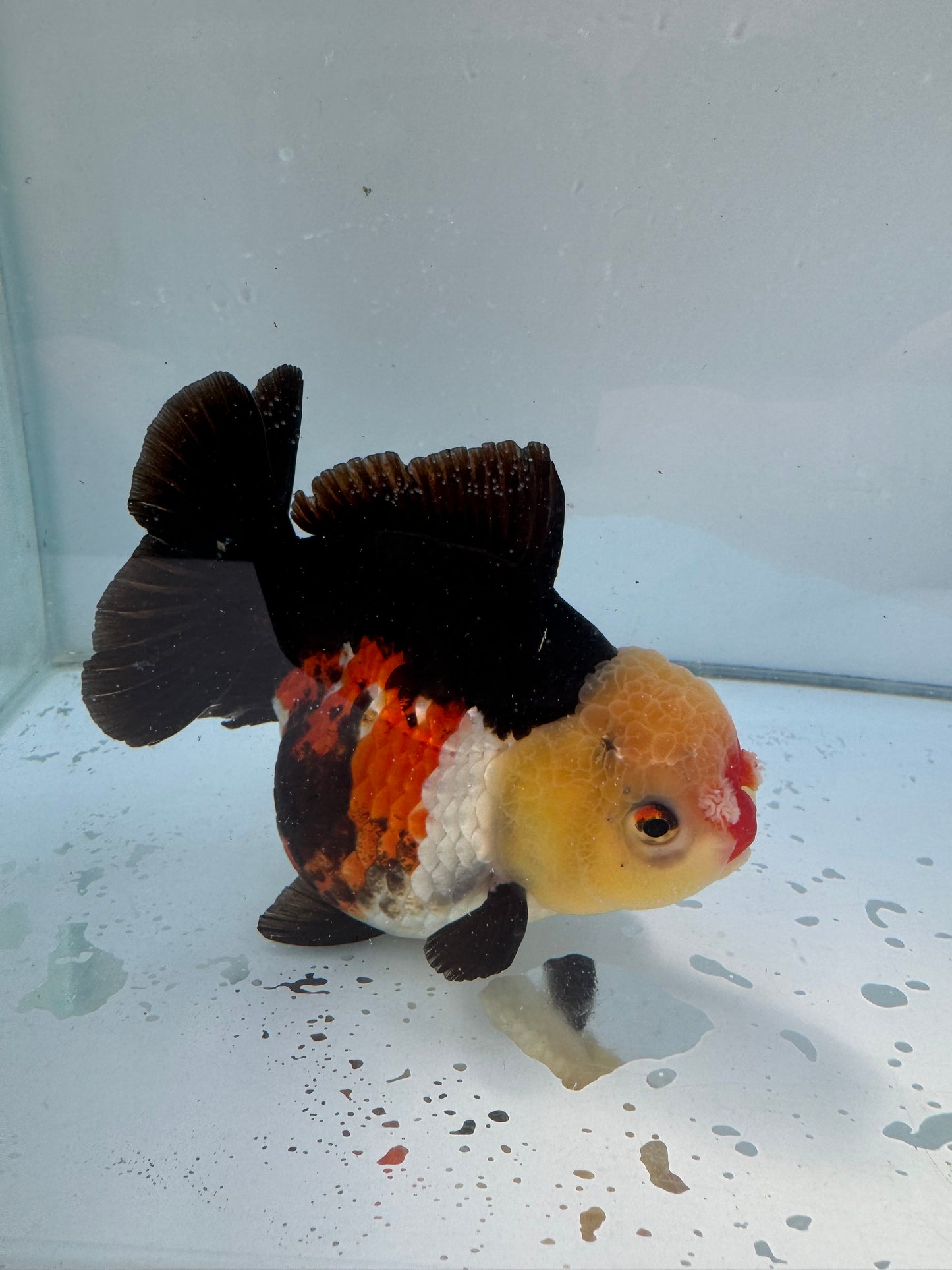 Short Tail Tricolour Pom Pom Oranda. WVF060