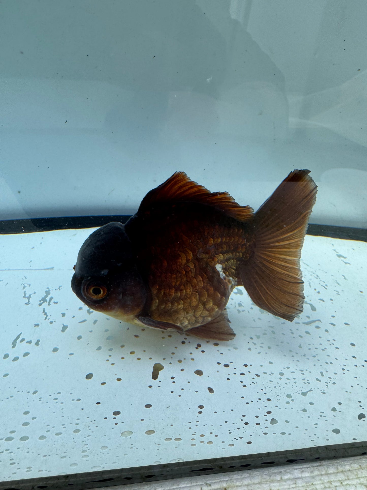 Bronze&white Oranda. WVF705