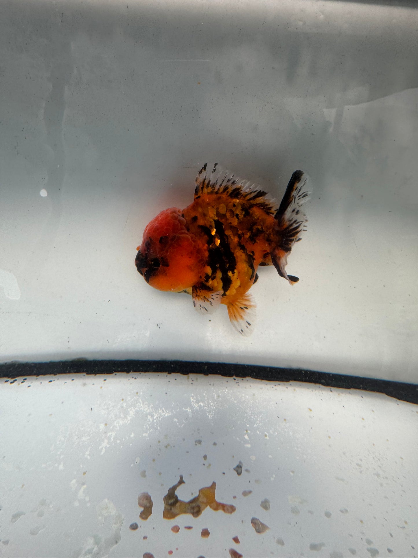 Red tigershort tail Oranda. WVF1054
