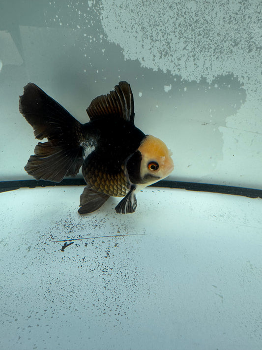 Panda Oranda. WVF1140