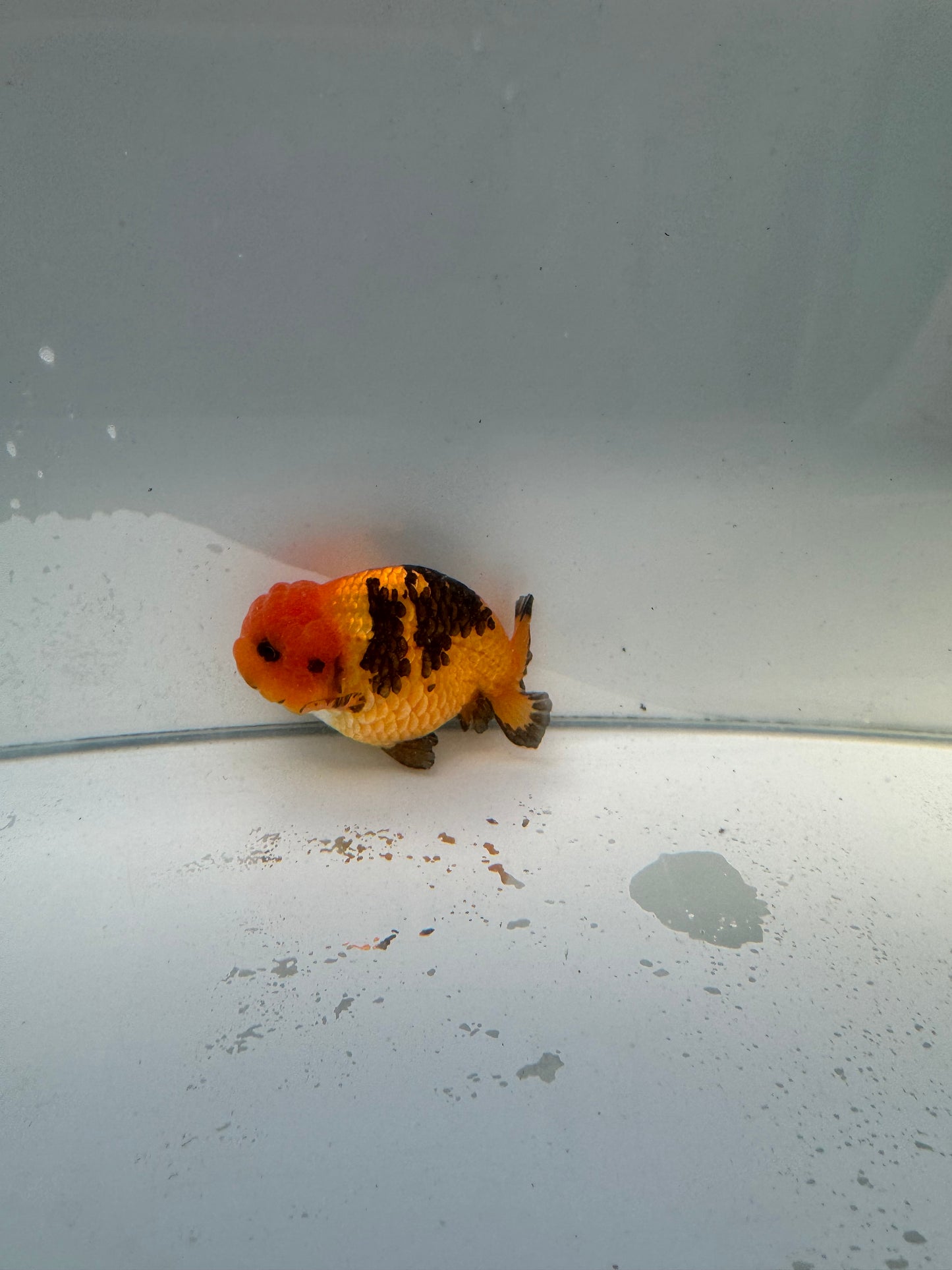 Apache Ranchu.  WVF035