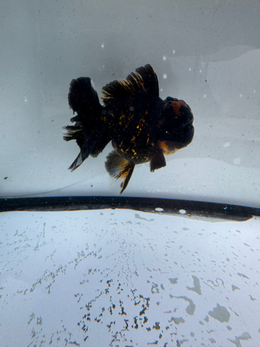 Black tiger Oranda. WVF1168