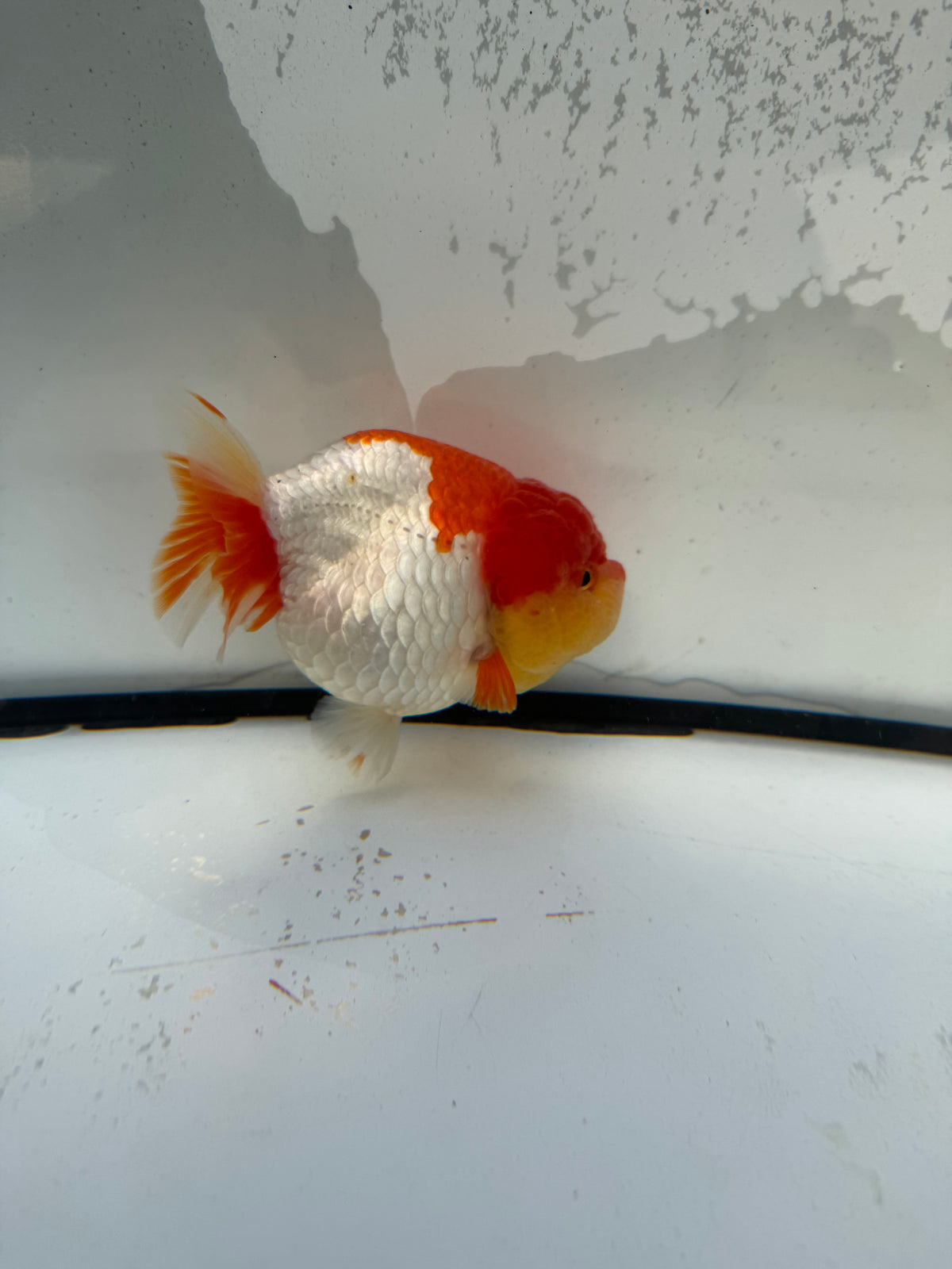 Red&white Ranchu WVF1213
