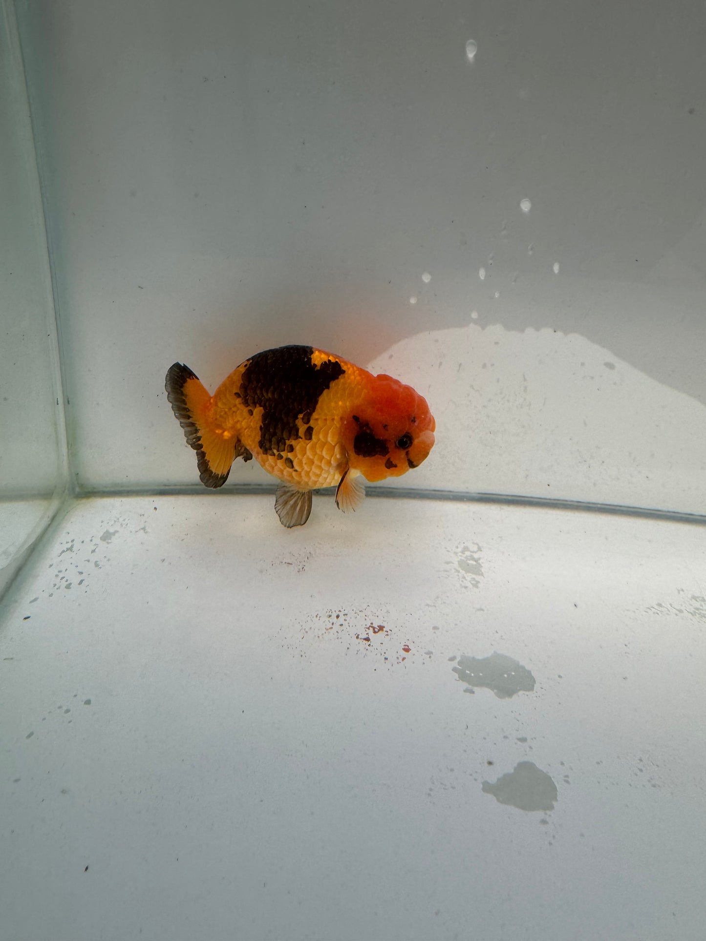 Apache Ranchu.  WVF035