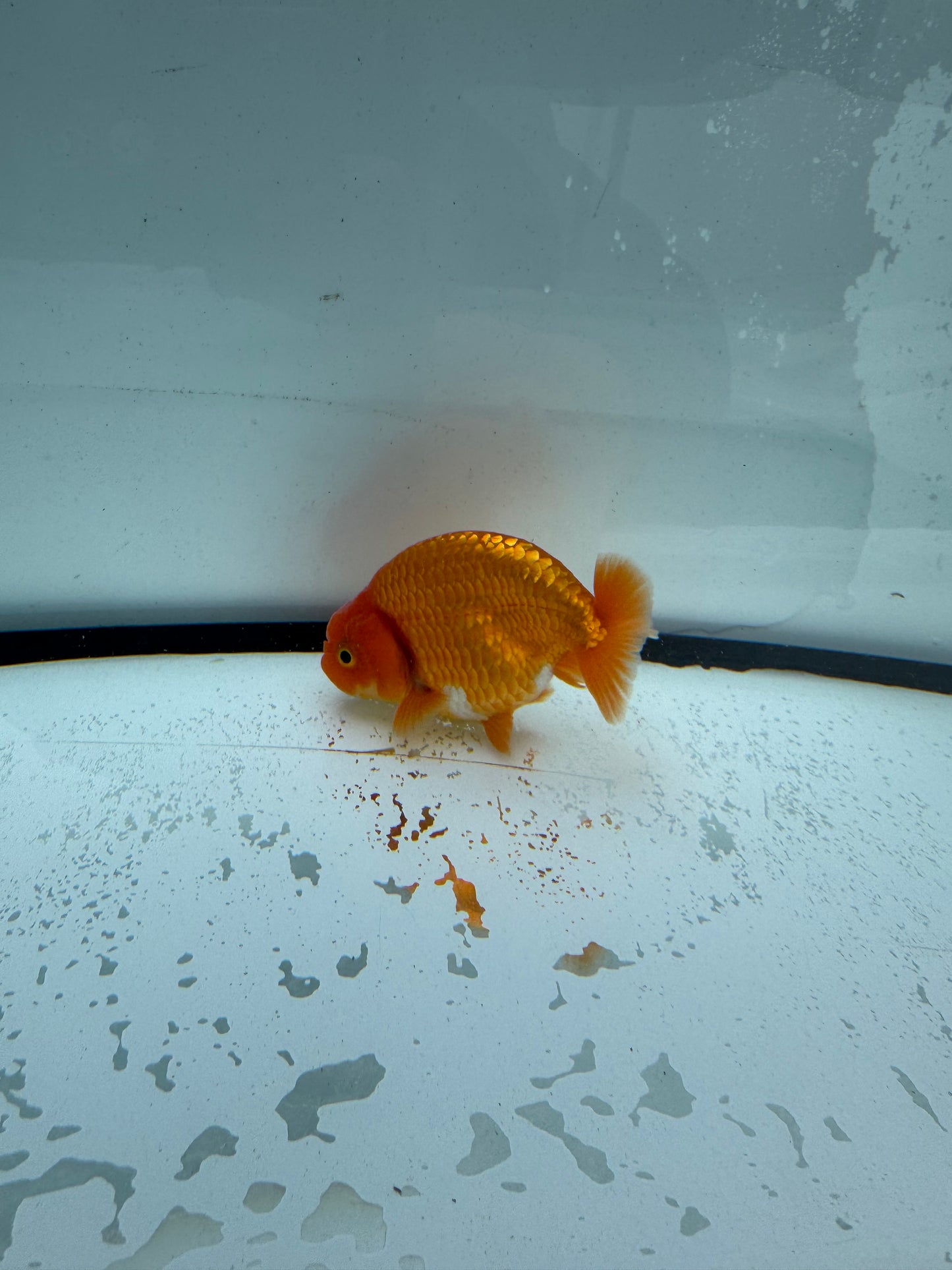 Red&white Ranchu.  WVF738