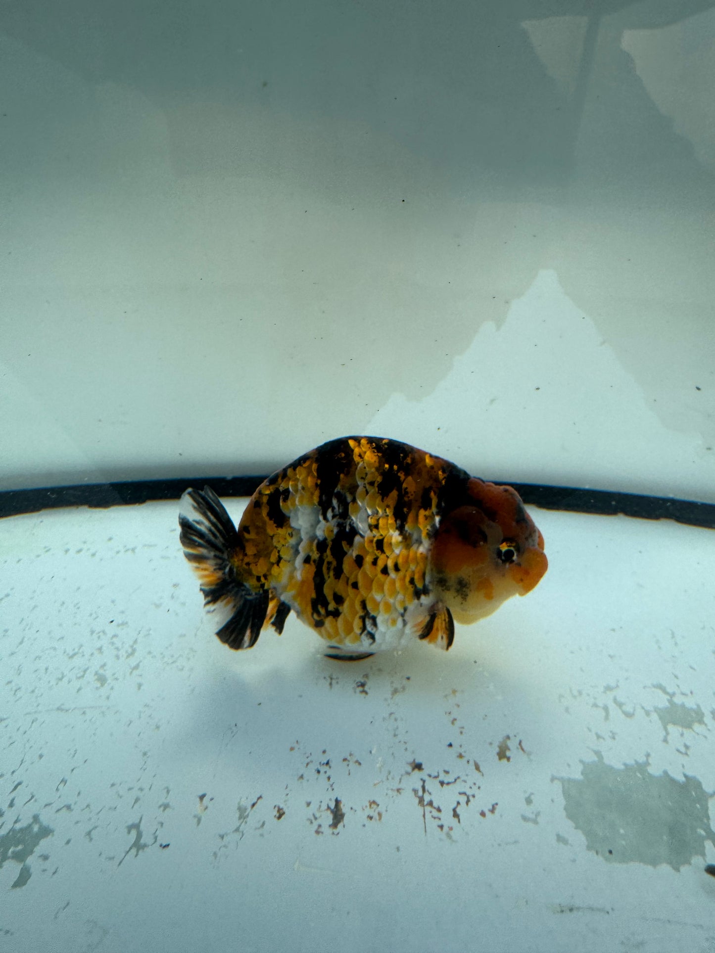Metalic calico Ranchu. WVF1074