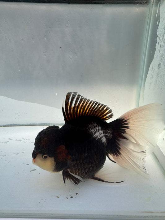 Tricolour Oranda.  WVF030