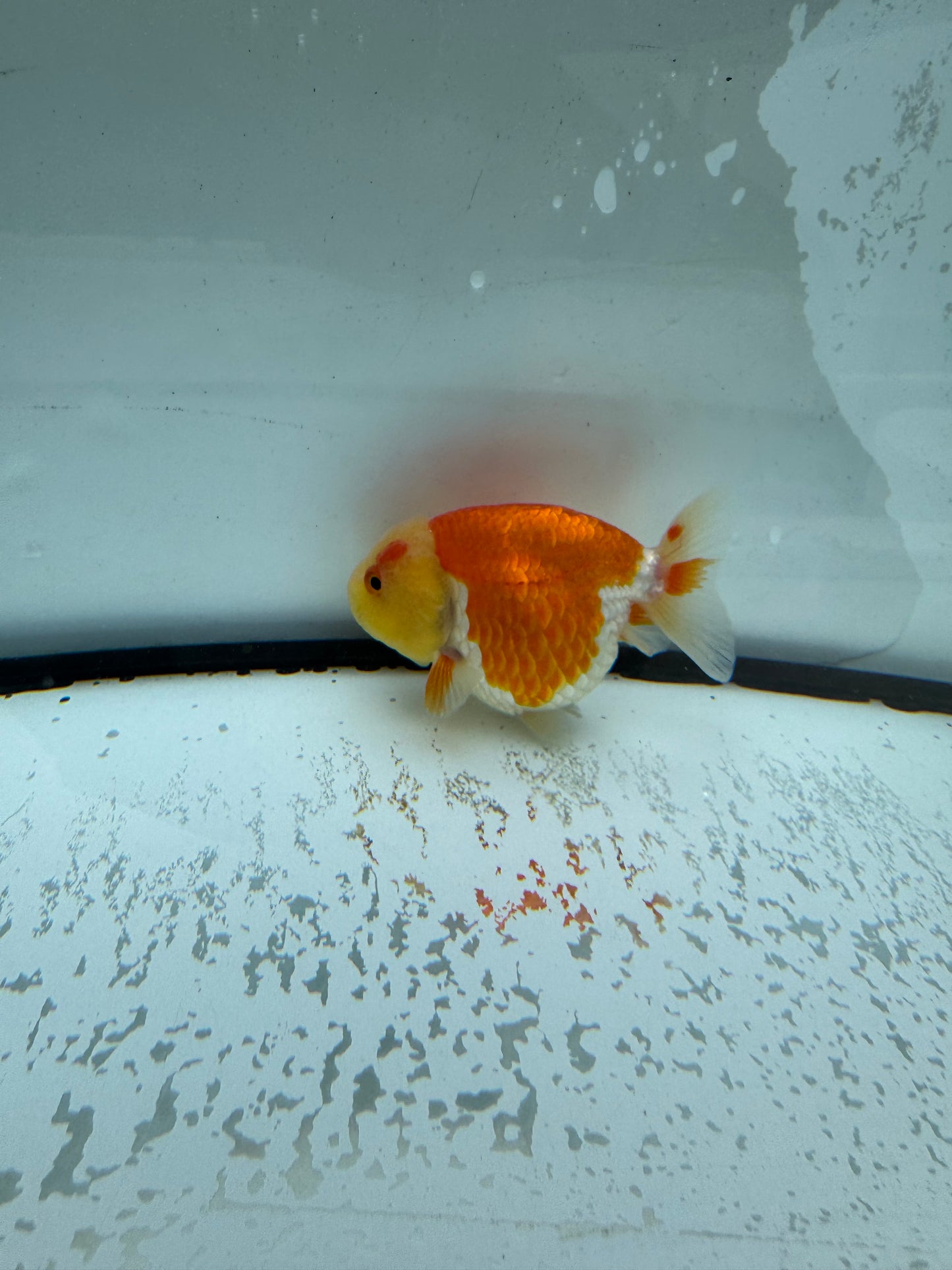 Red&white Ranchu. WVF1002