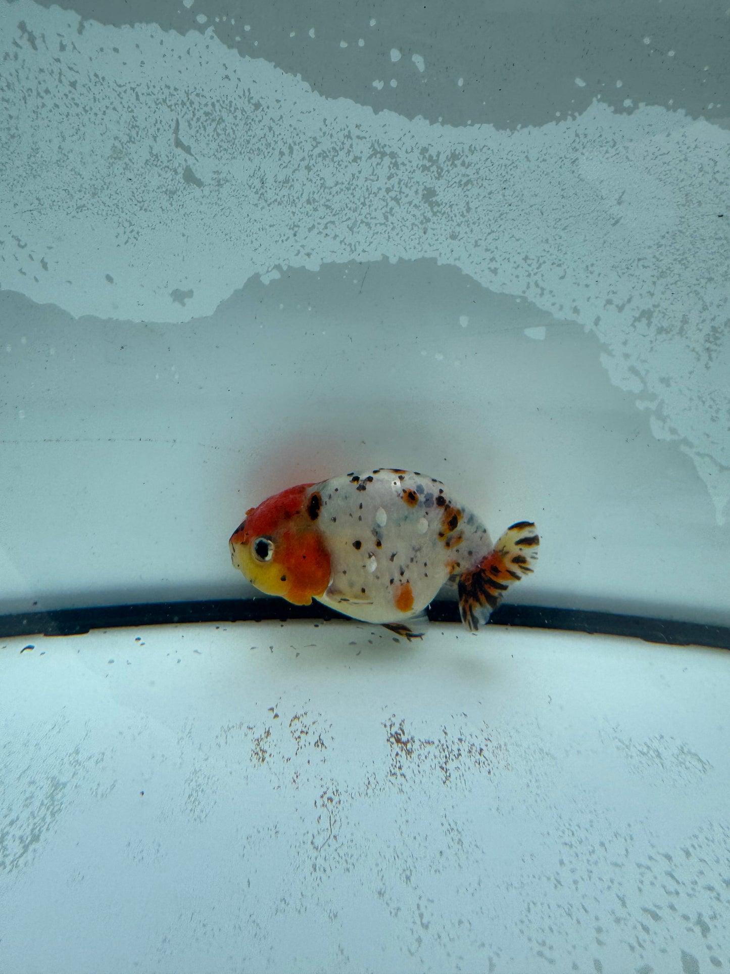 Calico Ranchu. WVF952