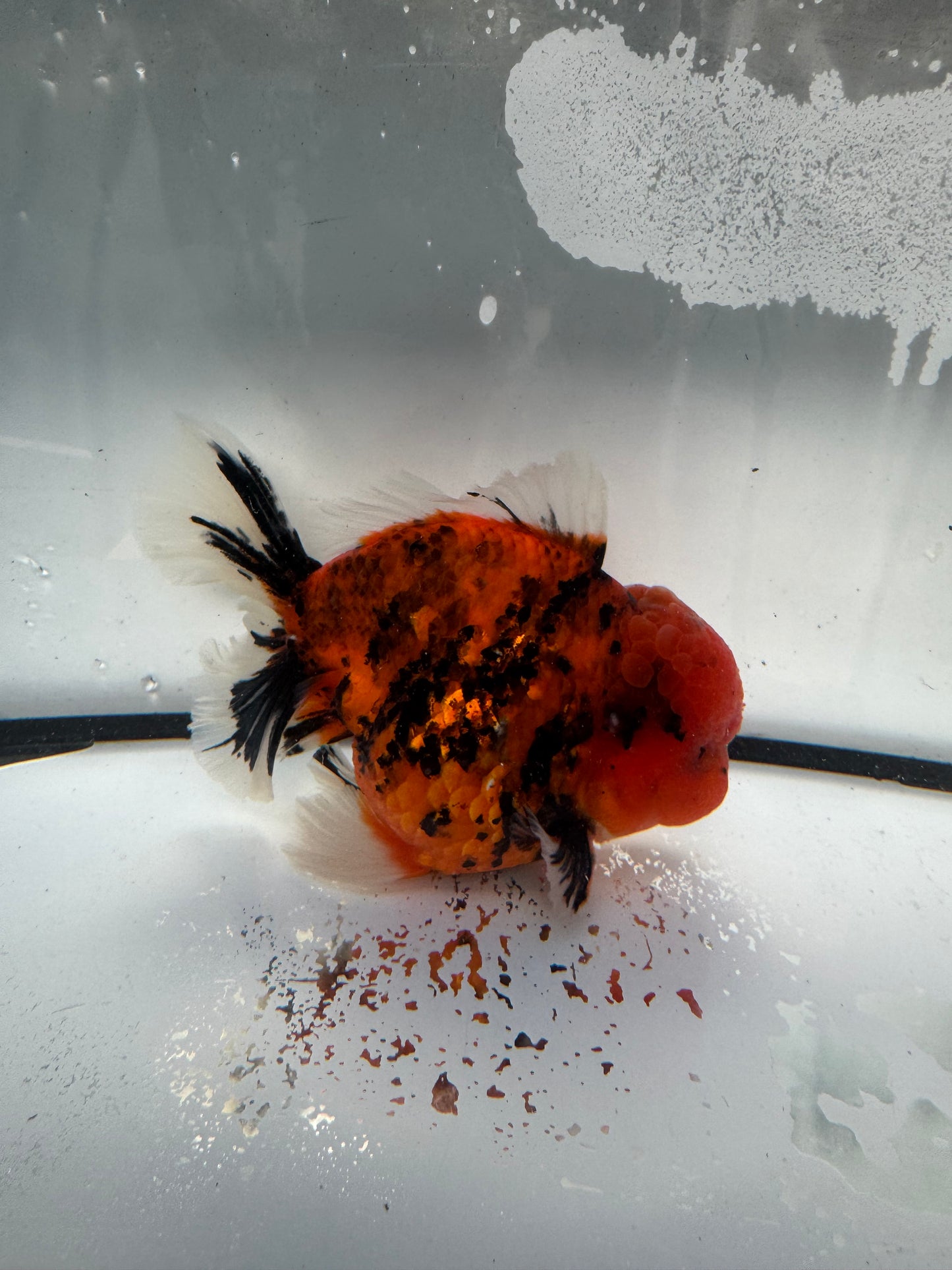 Red tiger Oranda. WVF1060