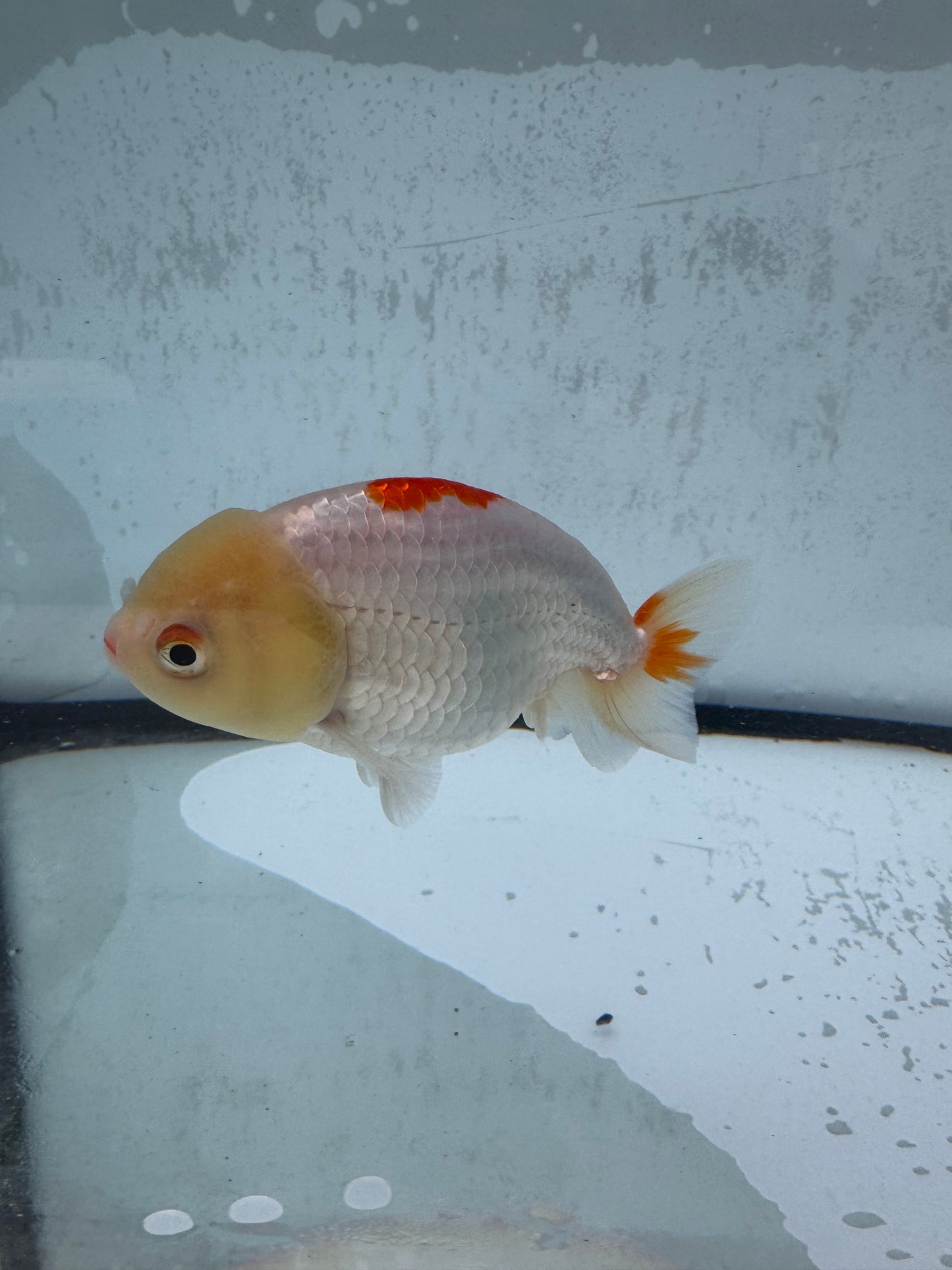 Red&white ranchu.  WVF514