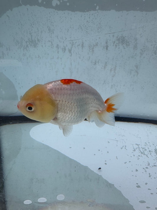 Red&white ranchu.  WVF514