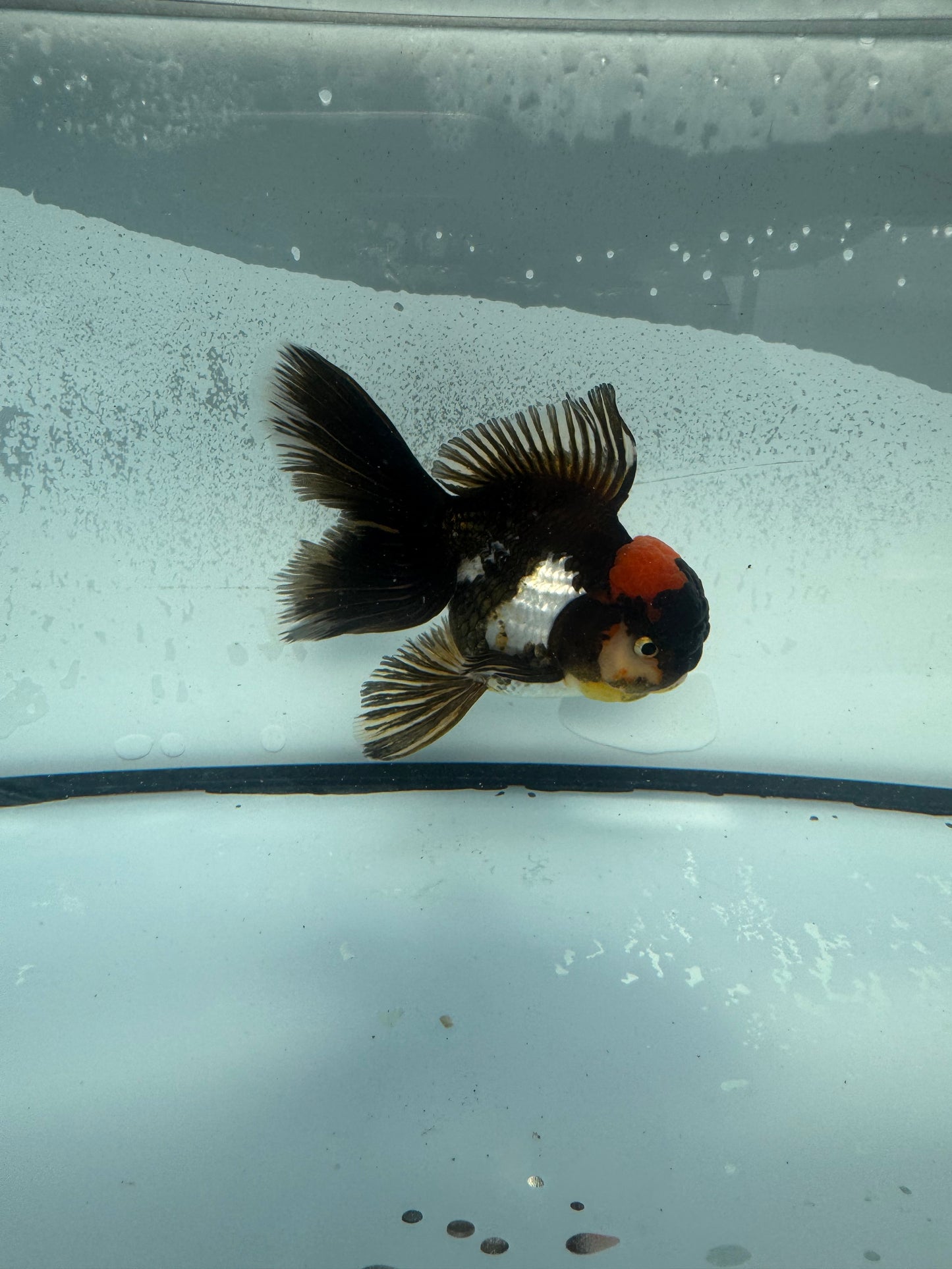 Tricolour Oranda WVF903