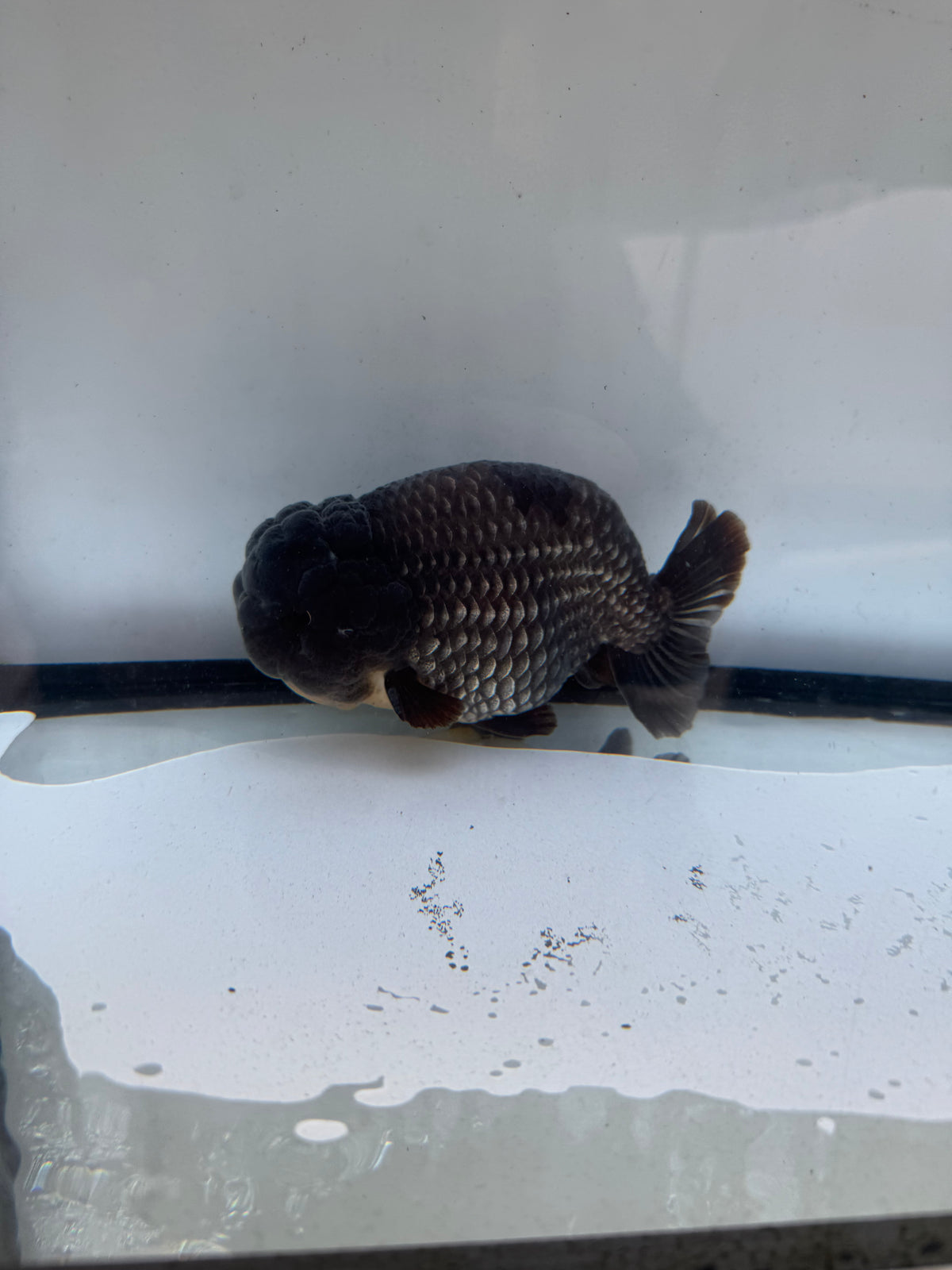 Ochiba Ranchu. WVF1240