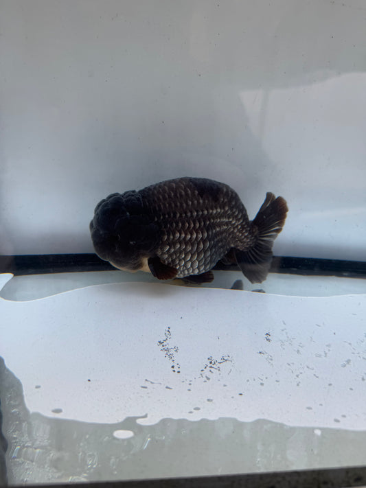 Ochiba Ranchu. WVF1240