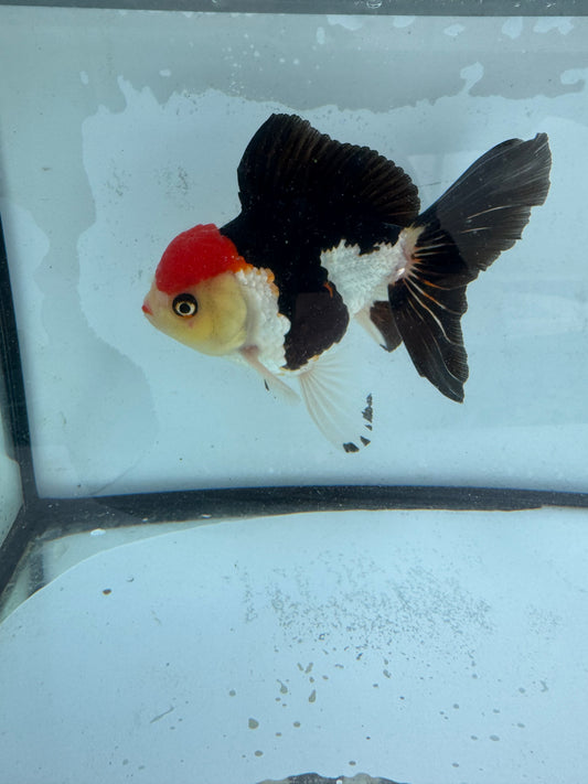 Tricolour Oranda. WVF451