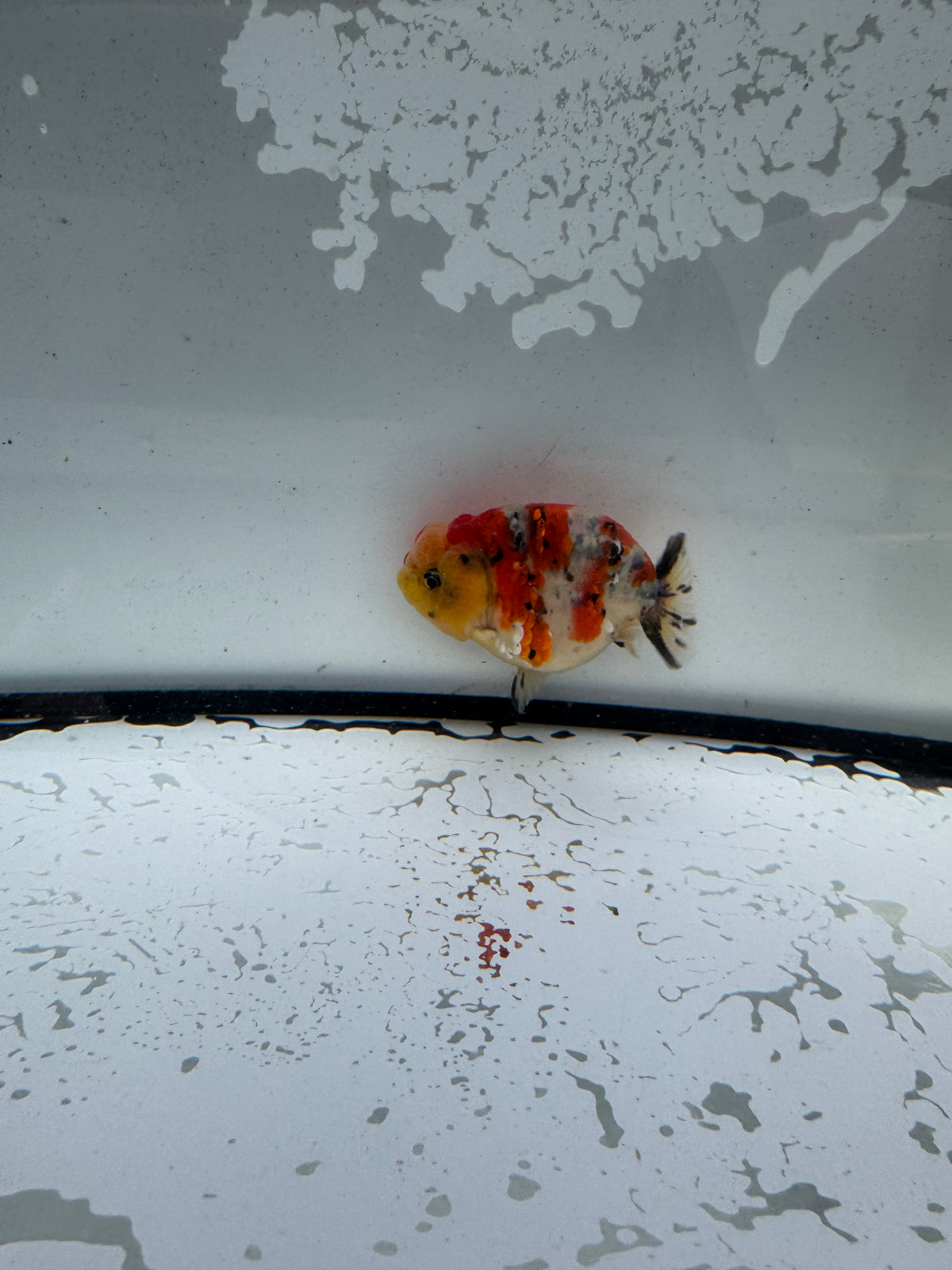 Calico Ranchu.  WVF1194