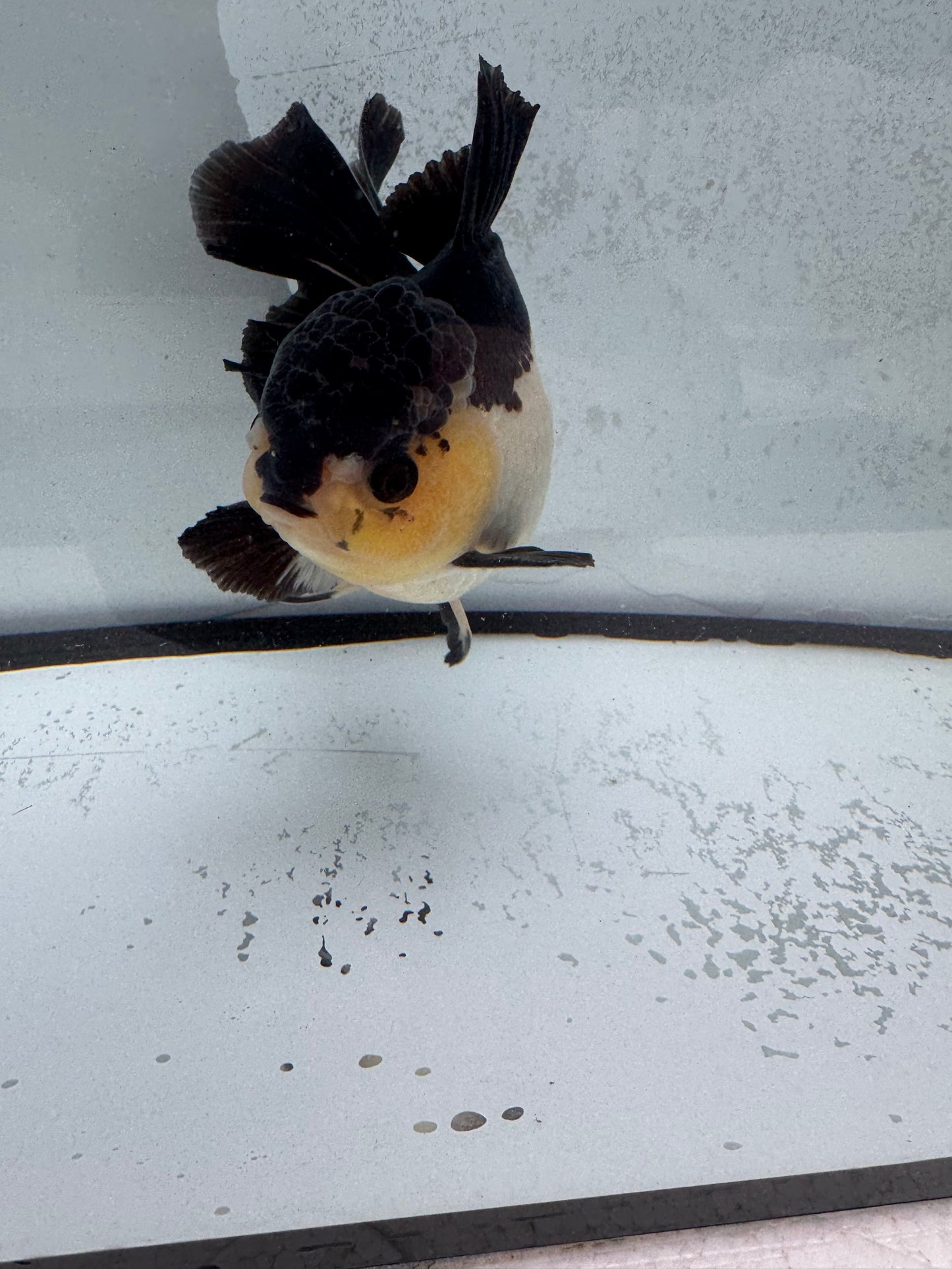 Panda Oranda. WVF469