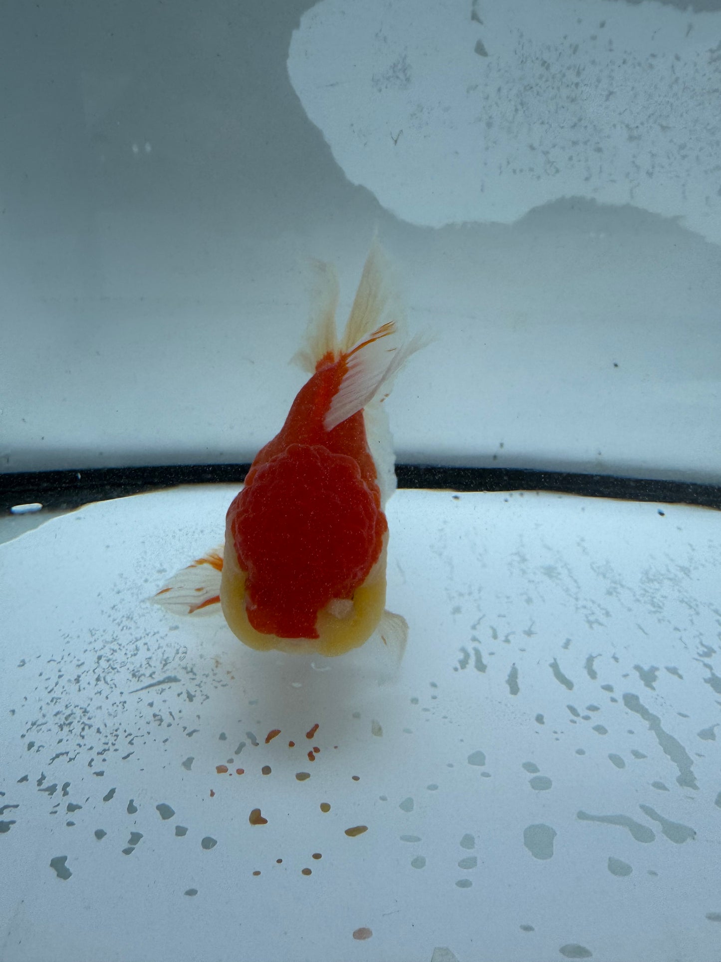 Red&white Oranda.  WVF986