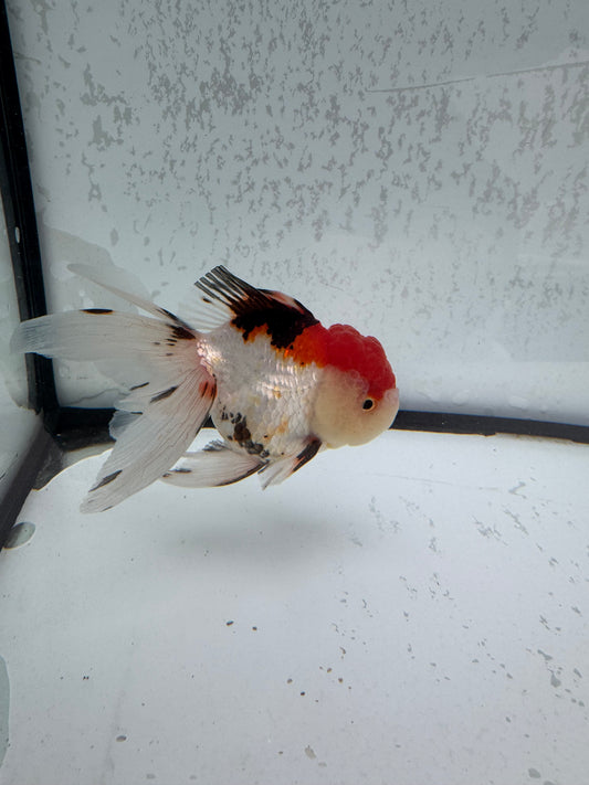 Tricolour Oranda. WVF495