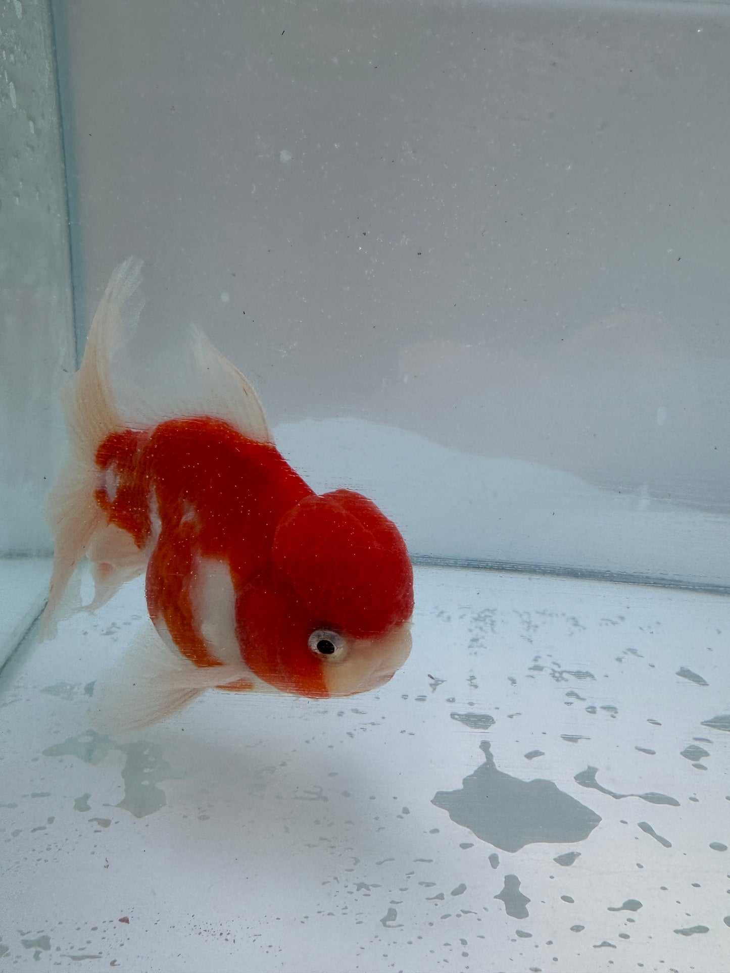 Sakura Oranda.  WVF050