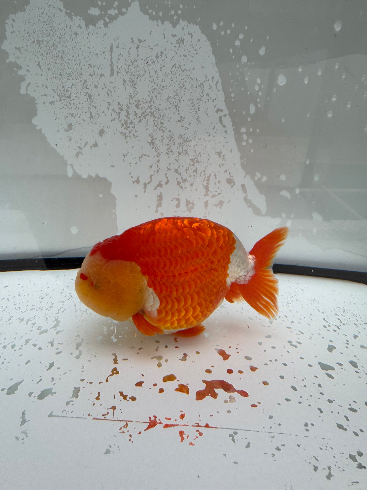 Red&white Ranchu. WVF1112