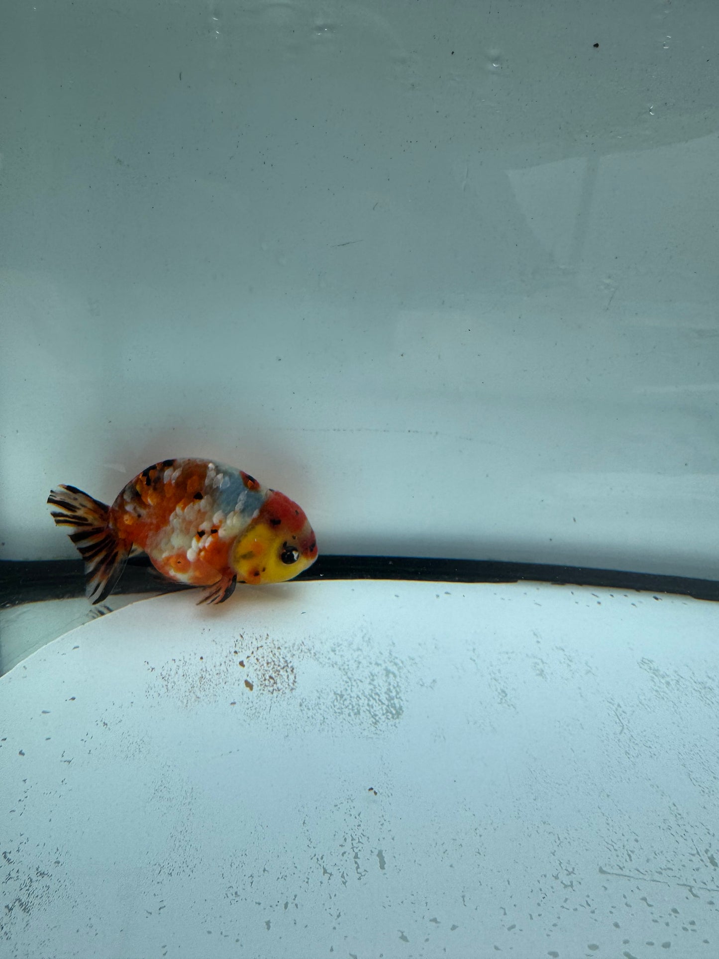 Calico Ranchu.  WVF956