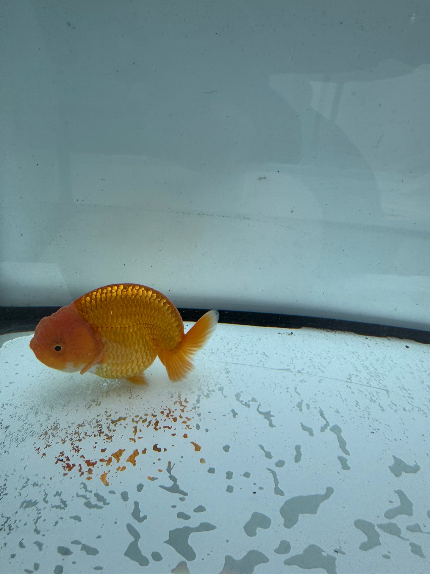 Red Ranchu.  WVF736