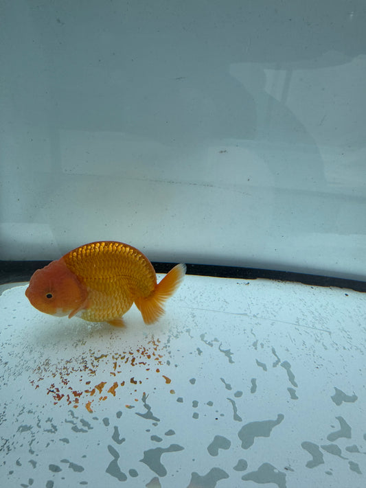 Red Ranchu.  WVF736