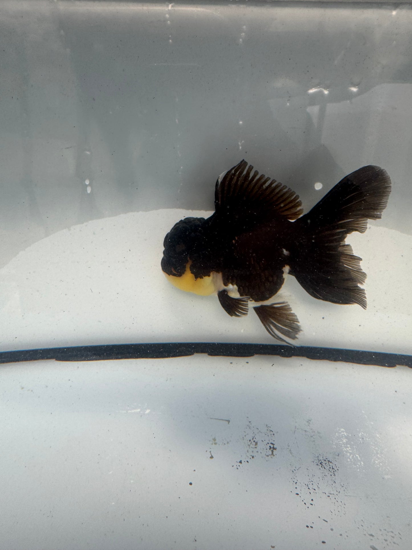 Panda Oranda.  WVF922