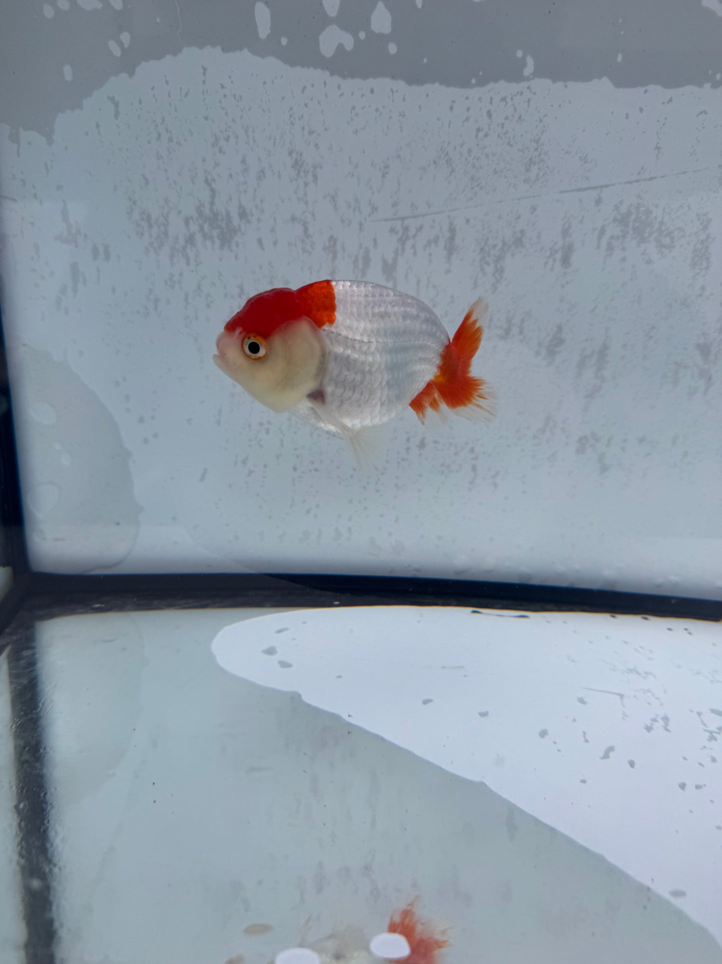 Red&white Ranchu. WVF504