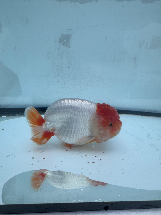 Red&white Ranchu. WVF452