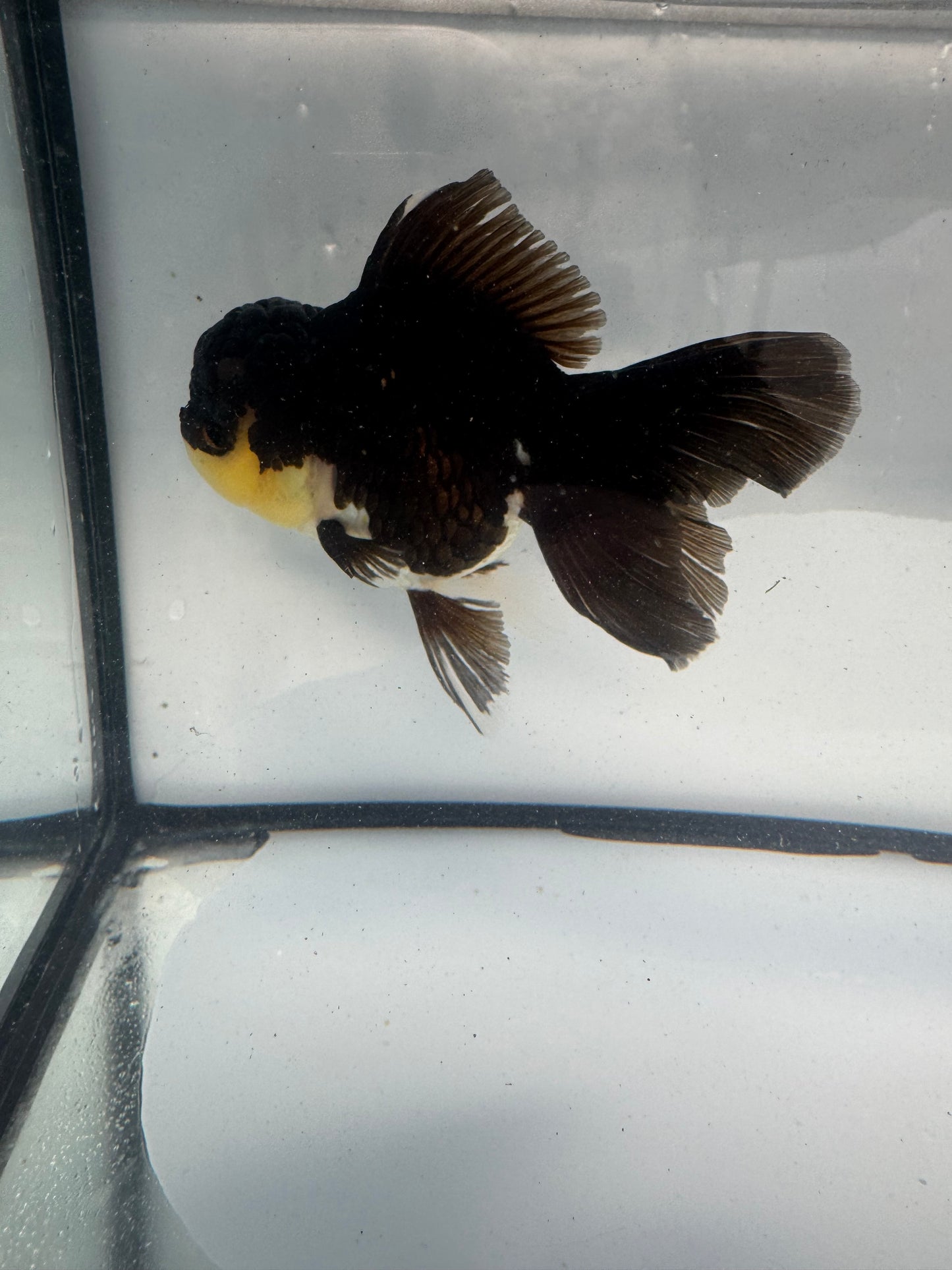 Panda Oranda.  WVF922