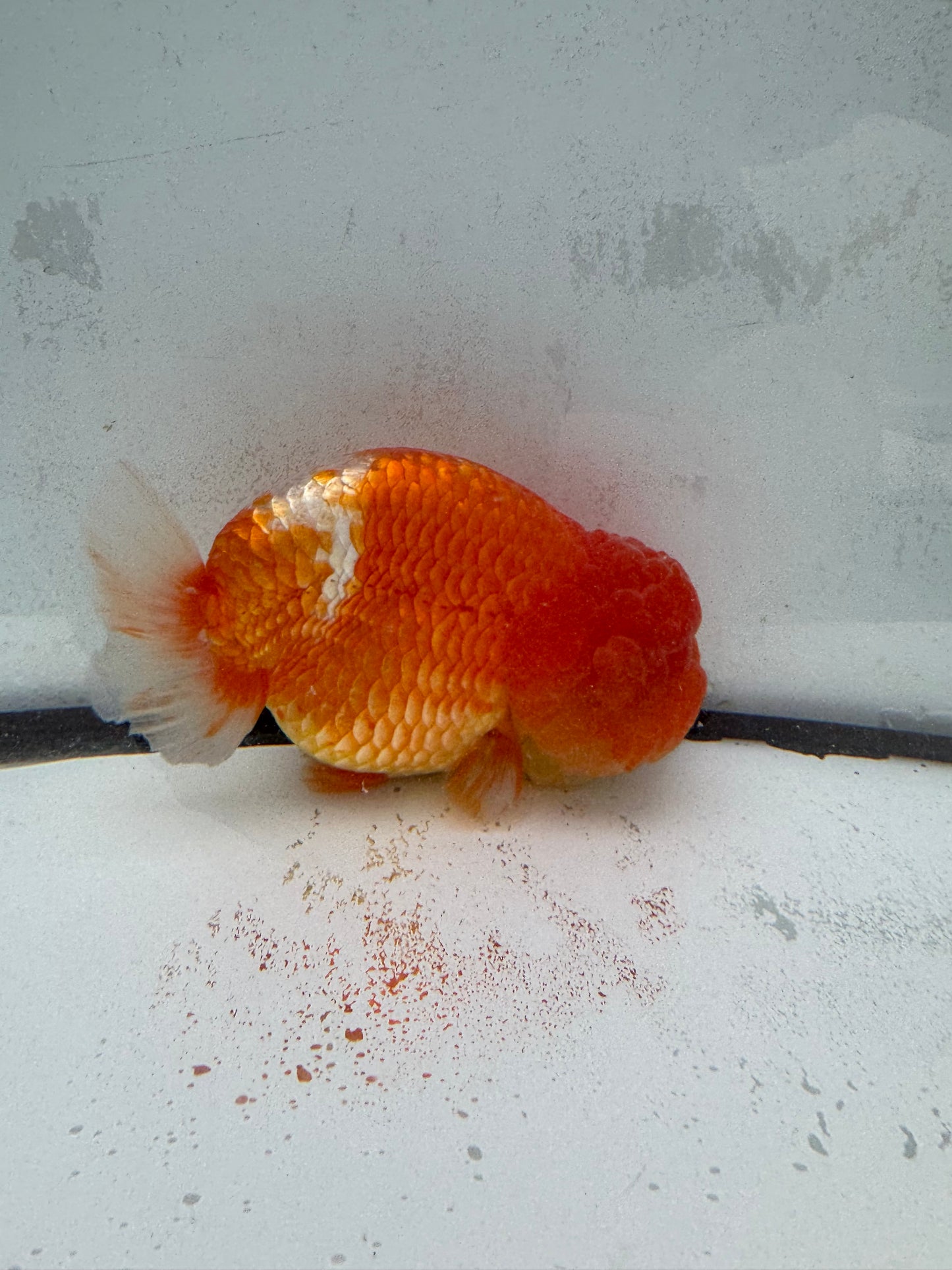 Red&white Ranchu. WVF459