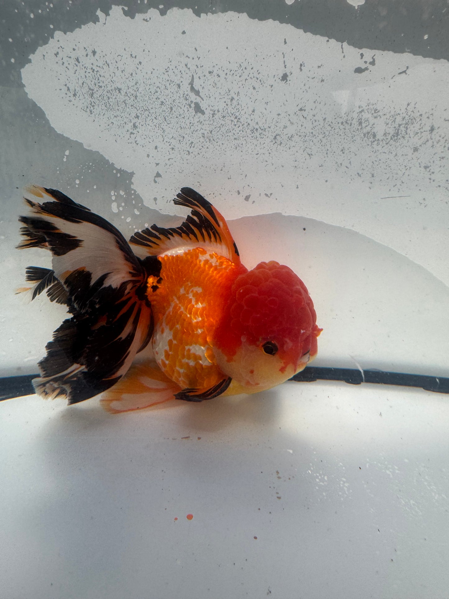 Tricolour Oranda. WVF925