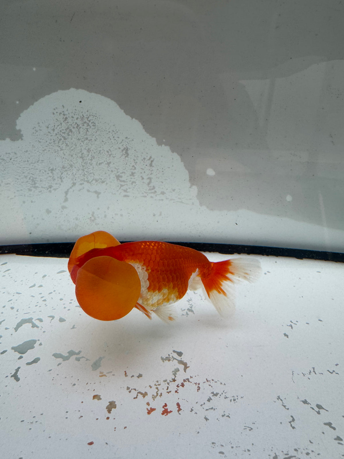Red&white bubble eye.  WVF1172